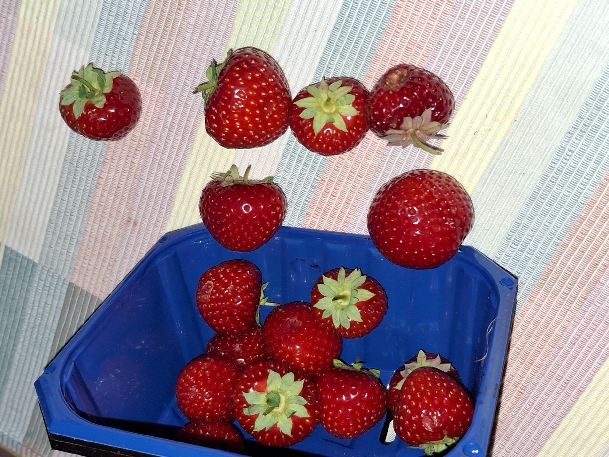 The image depicts a collection of ripe strawberries, some contained within a blue plastic container, while others are scattered on a multi-colored striped surface. The surface appears to be a placemat or tablecloth with alternating bands of pastel colors, including pink, yellow, blue, and white.
The blue container is positioned in the upper left quadrant of the image and is partially filled with strawberries. The strawberries are bright red, with visible seeds. Some have green leafy tops, while others do not. The container has a slightly angled opening.
Outside the container, several strawberries are visible on the striped surface. One strawberry is in the upper right corner, distinct from the others, with a prominent green calyx. Below this, a cluster of three strawberries is arranged vertically. The top strawberry of this cluster is large and well-formed. The middle strawberry has a noticeable green calyx. The bottom strawberry of this cluster appears slightly bruised or damaged. To the left of this vertical arrangement, another strawberry is partially visible, lying on its side.
The lighting suggests an indoor setting, possibly a kitchen or dining area. There is a subtle sheen on the surface of the strawberries, indicating their freshness and juiciness. No people or animals are visible in the image. The overall impression is one of fresh produce ready for consumption. The image does not provide any specific visual cues to determine its location in Åsgårdstrand, Norway.