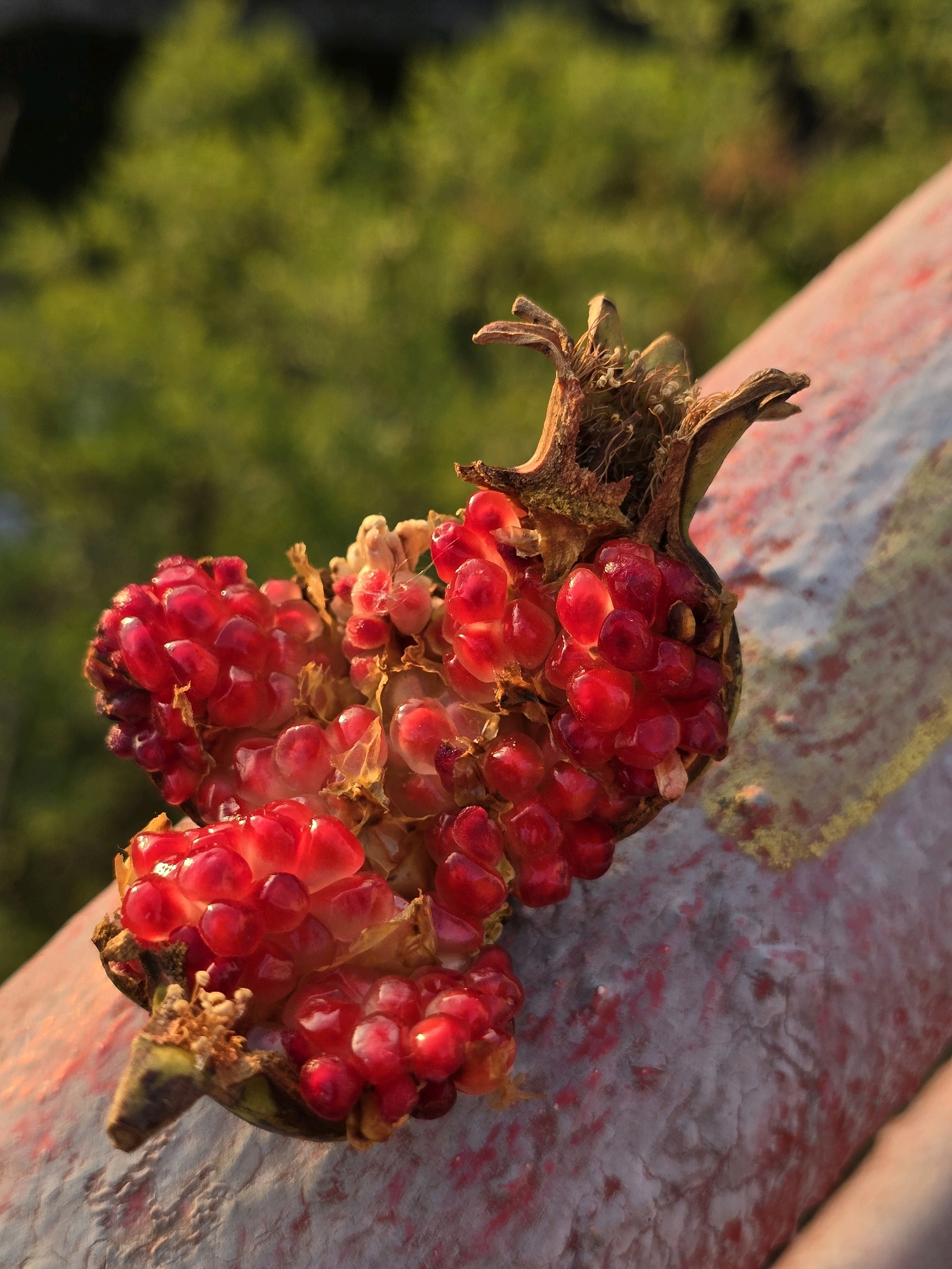 A close-up, high-angle shot shows a partially opened pomegranate resting on a textured, weathered surface. The pomegranate is split, revealing its vibrant red arils, which are glossy and plump. The arils are clustered together, some appearing to be slightly dried or withered, particularly at the top where the calyx is visible. The surface beneath the fruit has a rough, mottled appearance with streaks of red and yellow. In the background, out of focus, are lush green trees, suggesting an outdoor setting. The lighting creates a warm glow, highlighting the translucence of the arils and the textures of the fruit and its resting surface. The scene is devoid of human presence or activity. The specific location in Bioče, Montenegro, is an assumption based on provided context, not visually evident within the image itself.