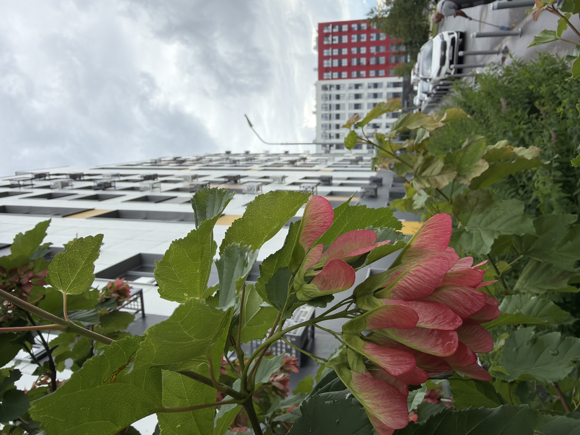In the city of Unknown, Unknown, an overcast sky looms above a street scene. In the foreground, a branch of a tree with large green leaves and clusters of pinkish-red samaras (maple seeds) hangs from the left. Behind the tree, a modern apartment building with a white facade, dark window frames, and multiple air conditioning units is visible on the left. To the right of this building, a street lamp stands tall. Further down the street, a red apartment building with white window frames is situated behind a lighter colored apartment building. A row of parked cars lines the street. A man in a grey shirt and dark pants is sweeping the sidewalk with a broom. The ground appears wet, suggesting recent rain.