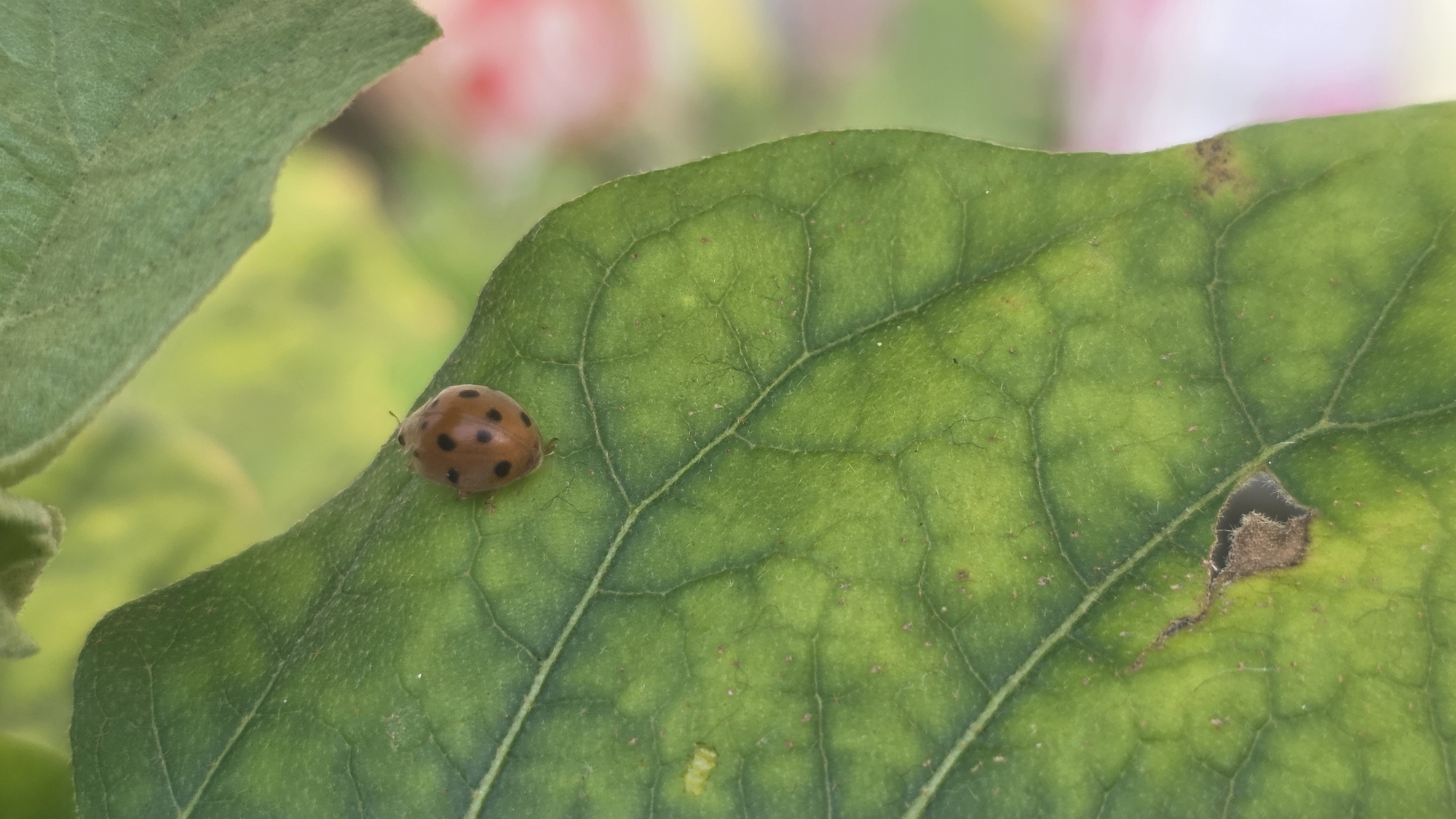 A ladybug with brown coloring and black spots is perched on a green leaf. The leaf has visible veins and a hole in the lower right side. Another leaf partially obscures the top left corner. The background is blurred, showing hints of pink and green.
The location is not discernible from the image alone. It cannot be confirmed that the image was taken in Lhokseumawe, Indonesia without additional information.