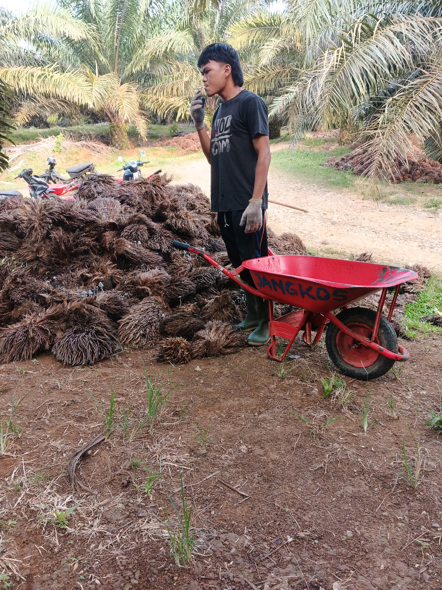 In Batu Ejung, Indonesia, a young man stands in a palm oil plantation, smoking a cigarette. He is wearing a black t-shirt, black shorts, grey gloves, and green rubber boots. In front of him is a large pile of palm oil fruit bunches. To his right is a red wheelbarrow with the word "JANGKOS" painted on it. In the background, two motorcycles are parked near the pile of fruit. The ground is a mixture of dirt and dry palm fronds, with some patches of green grass. The trees in the background are palm trees, characteristic of the plantation environment.