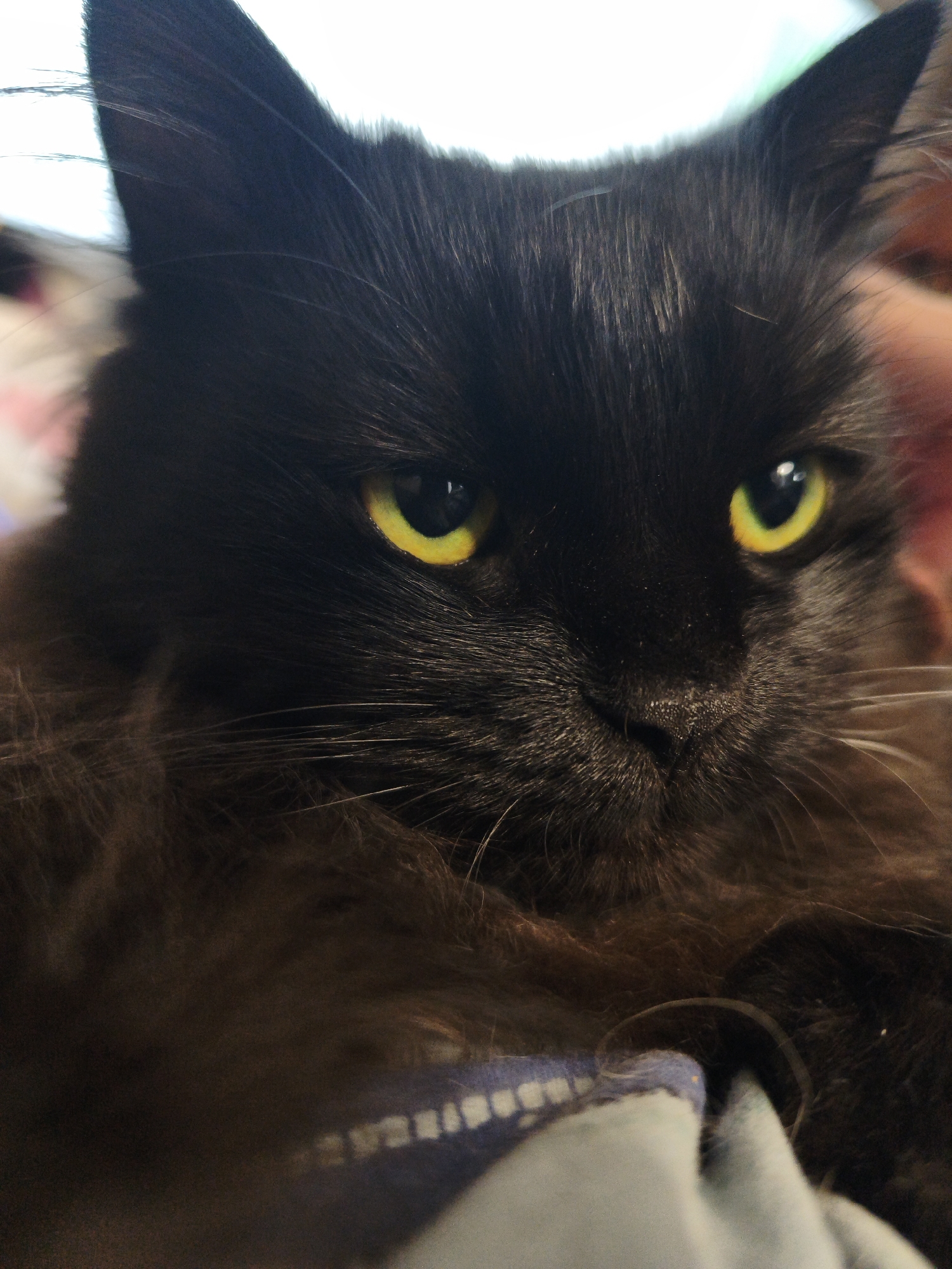 A close-up, waist-up indoor photograph shows a black cat with long fur and striking yellow-green eyes looking directly at the camera. The cat's fur is dark, with lighter brown undertones visible on its chest and chest. The cat appears to be resting on a blue and white striped fabric. The background is blurred and out of focus, with hints of pink and white. The lighting is soft, highlighting the cat's features.