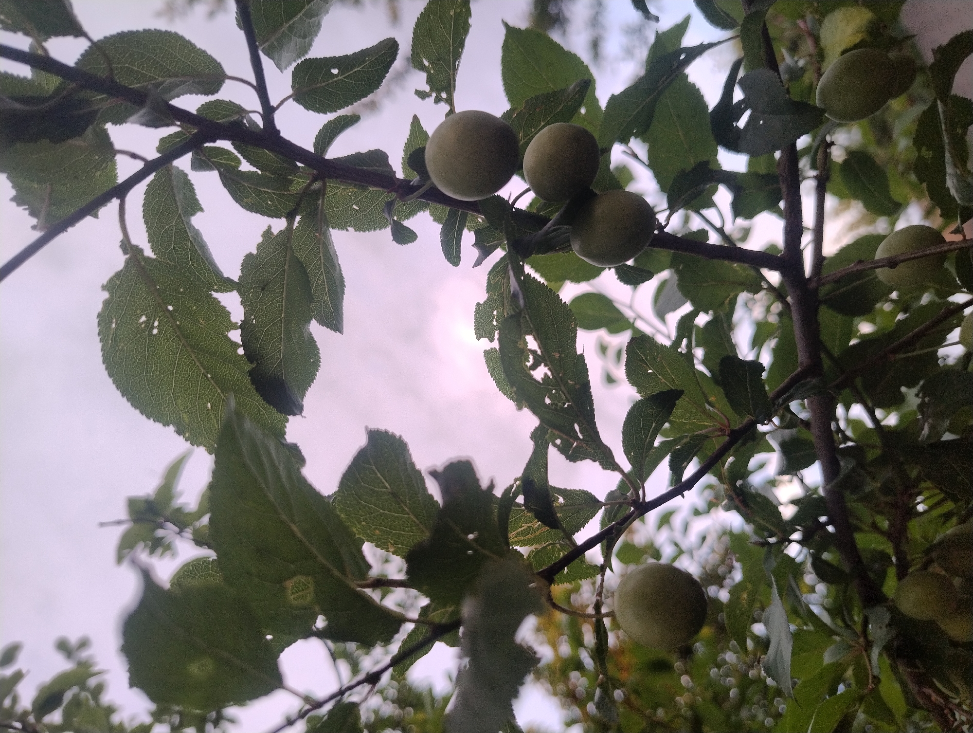 This is a medium shot, eye-level, outdoor, slightly low-angle, natural light photograph of a plum tree in the city of Unknown, Unknown. The framing is tight on the tree's branches and leaves, with a light sky in the background. The leaves are green, with some showing signs of insect damage and holes. Several unripe plums, which are small and greenish, are visible on the branches. One plum is in the foreground on the left, and three are clustered together in the middle right. The branches are dark brown and appear thin. The sky is hazy and appears to be overcast with some diffused sunlight. The overall impression is of a close-up view of a fruit-bearing tree during the daytime.