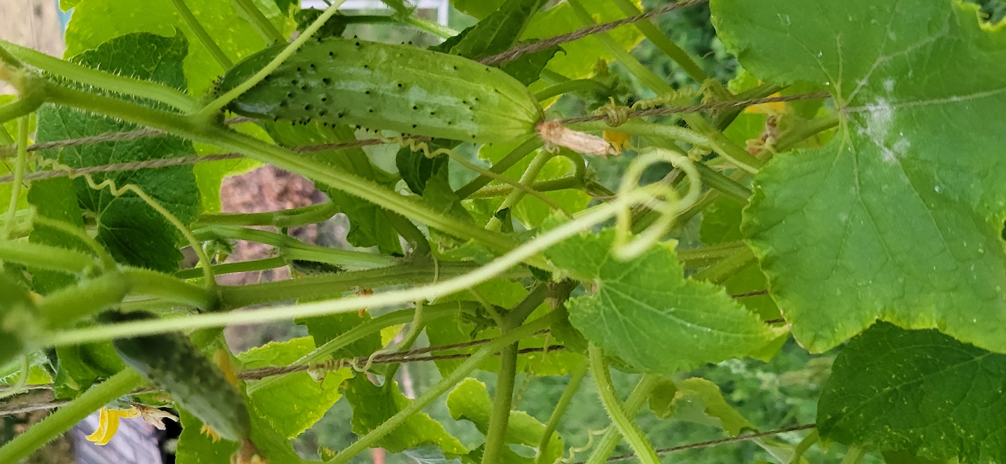 The image shows a close-up view of a cucumber plant with several unripe cucumbers growing on its vines. The plant has green leaves and thick stems, with tendrils curling around supports. One cucumber, in the foreground on the right, is elongated and green, with small dark bumps on its surface. Another smaller cucumber is visible on the left, with a yellow flower nearby. The background is blurred, showing greenery and hints of structures, suggesting an outdoor setting. The image appears to be taken in a garden or greenhouse. There is no indication of the location in Oskemen, Kazakhstan.