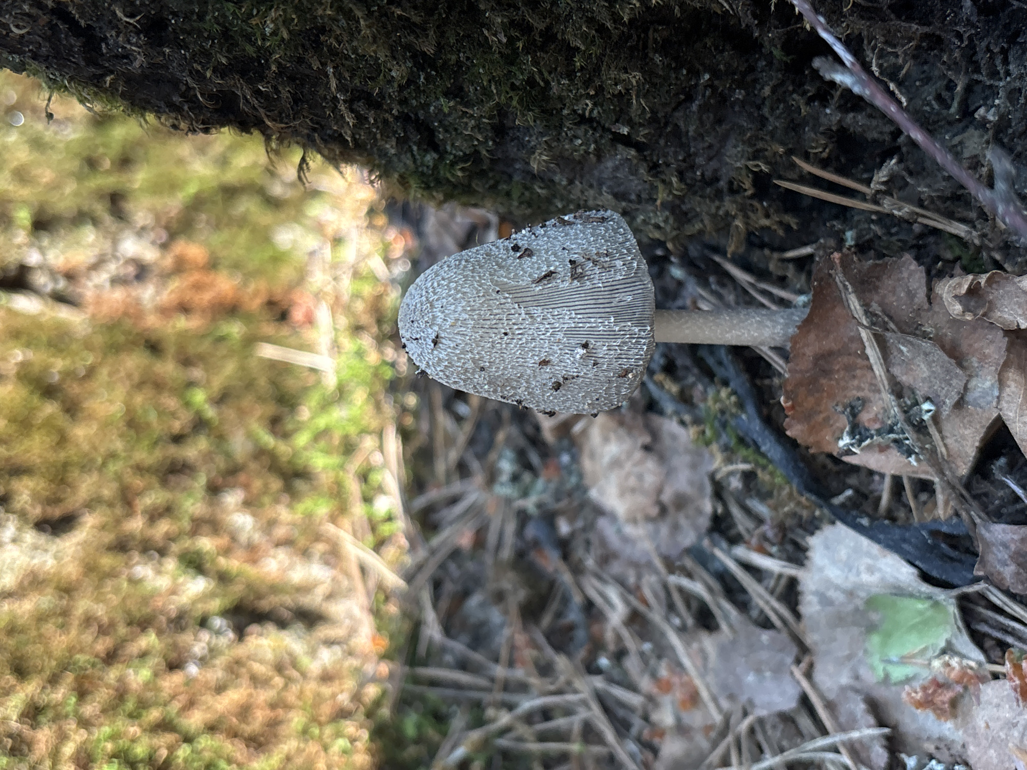 The image presents a close-up view of a single mushroom growing in a natural, woodland setting, likely in Komarovo, Russia. The mushroom is positioned near the base of a dark, moss-covered tree trunk or large root, which dominates the upper portion of the frame.
The mushroom itself has a conical to bell-shaped cap, primarily light grey or whitish, and is textured with numerous small, granular white particles or scales. Distinct radial striations are visible on the cap, especially towards the edges, and it has a few dark specks of debris clinging to its surface. A slender, pale brown stem supports the cap, partially obscured by the surrounding ground.
The forest floor immediately around the mushroom is covered with a mix of organic debris, including dry, fallen leaves (some appearing to be birch or oak), pine needles, and small twigs. The background features a soft, out-of-focus blur of green and brown hues, suggesting distant foliage and moss. The lighting is diffused, indicating daytime, possibly under an overcast sky or within a shaded area of the forest. There is no visible activity other than the mushroom growing in its natural habitat, and no discernible text is present in the image. The scene evokes a sense of tranquility typical of a quiet forest environment.