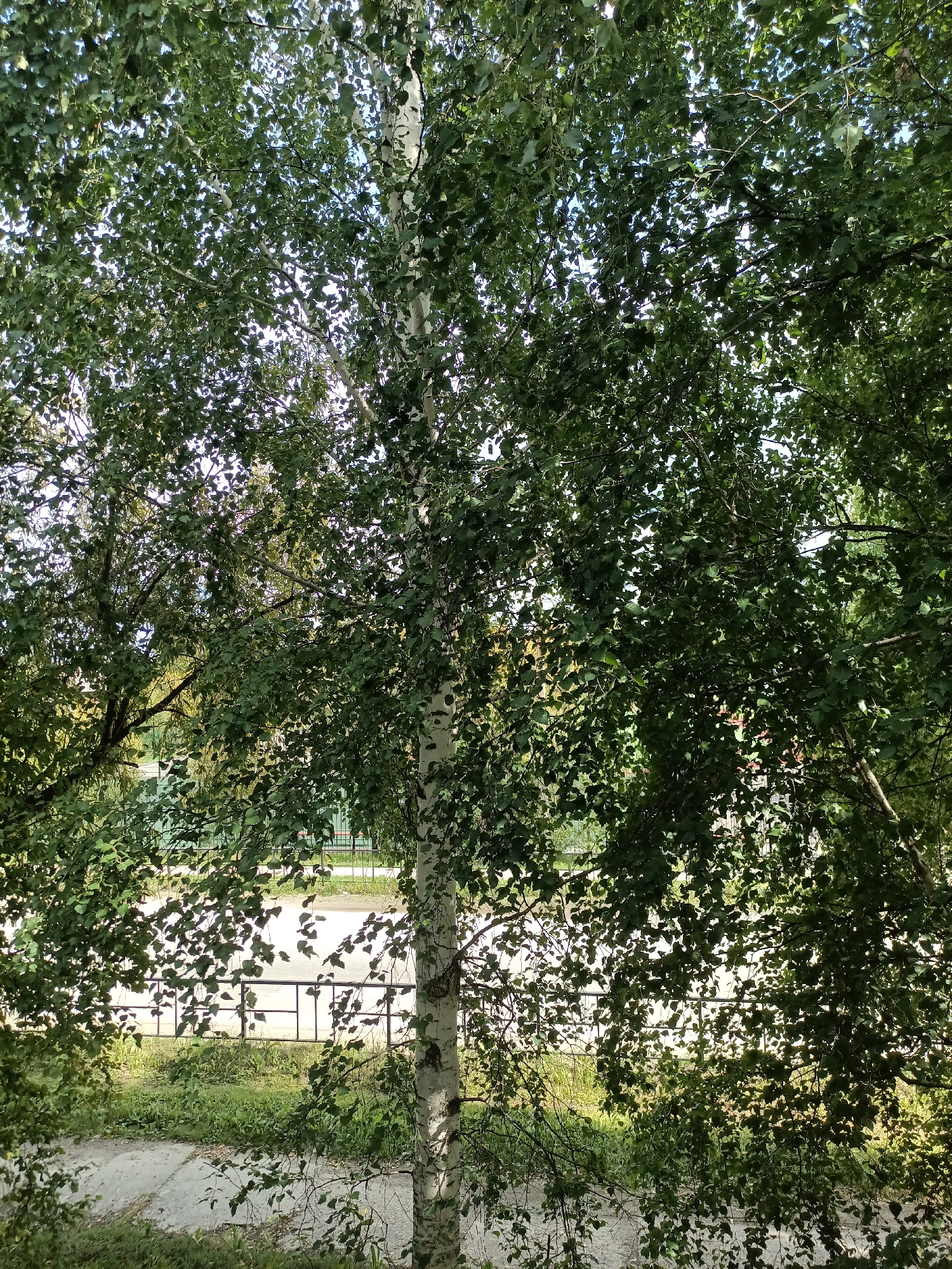 The image depicts a view through a dense canopy of green leaves, primarily from a birch tree with a distinct white trunk. Sunlight filters through the leaves, creating dappled patterns of light and shadow. In the background, partially obscured by foliage, is a black metal railing, a paved pathway, and a strip of green grass. Beyond the railing, a road or paved surface is visible, with hints of buildings and a fence in the far distance. The scene appears to be an outdoor urban environment in Nyagan, Russia, likely captured during daylight. There are no people or animals visible in the image.
