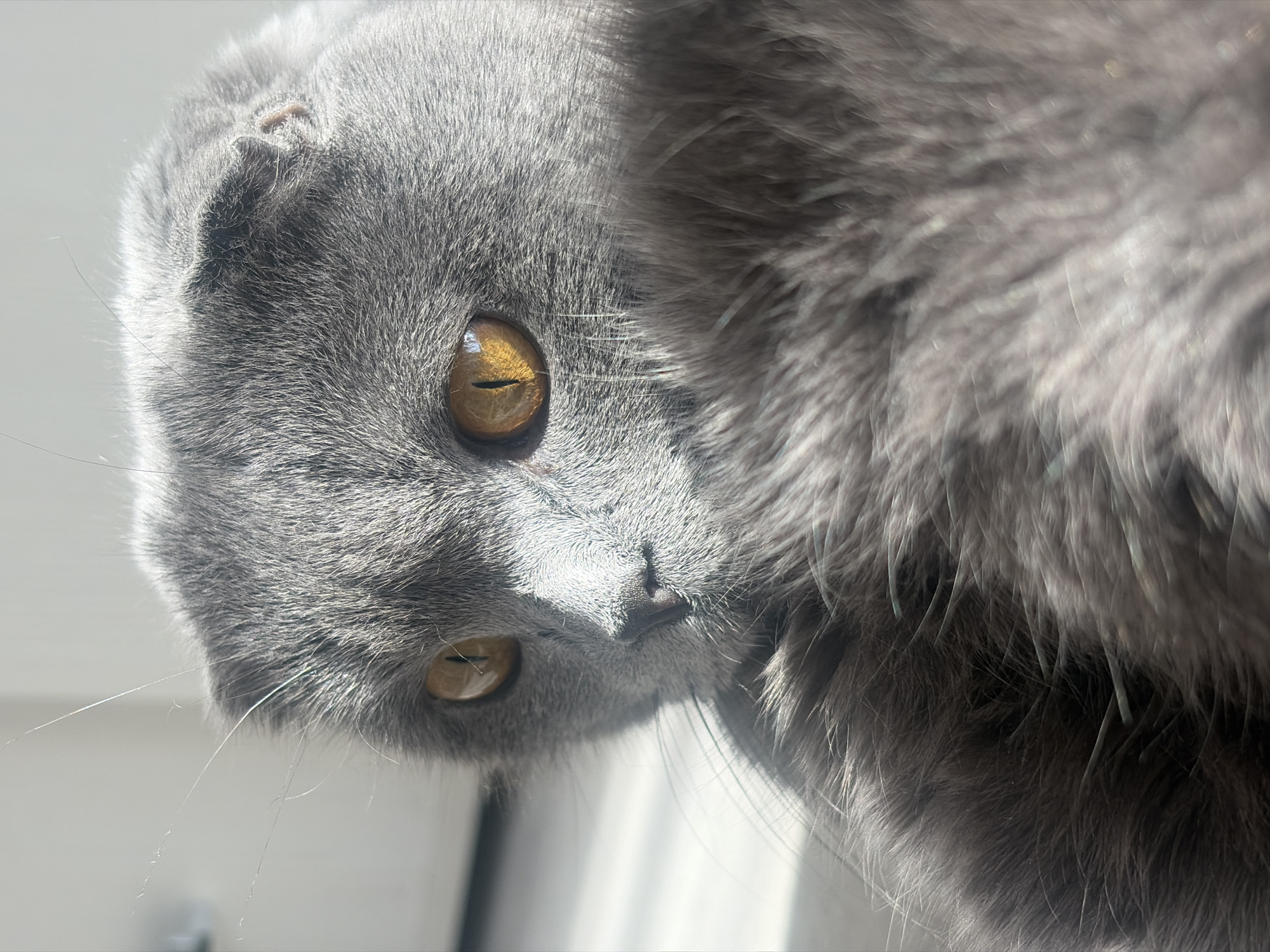 A close-up shot of a gray Scottish Fold cat with golden eyes. The cat is positioned above the camera, looking down. The cat's fur appears thick and fluffy. The background is blurry, possibly a window with bright light. The location in Saint Petersburg, Russia, is not verifiable from the image alone. No people, subjects, or actions are visible other than the cat's pose. The environment is indeterminate.