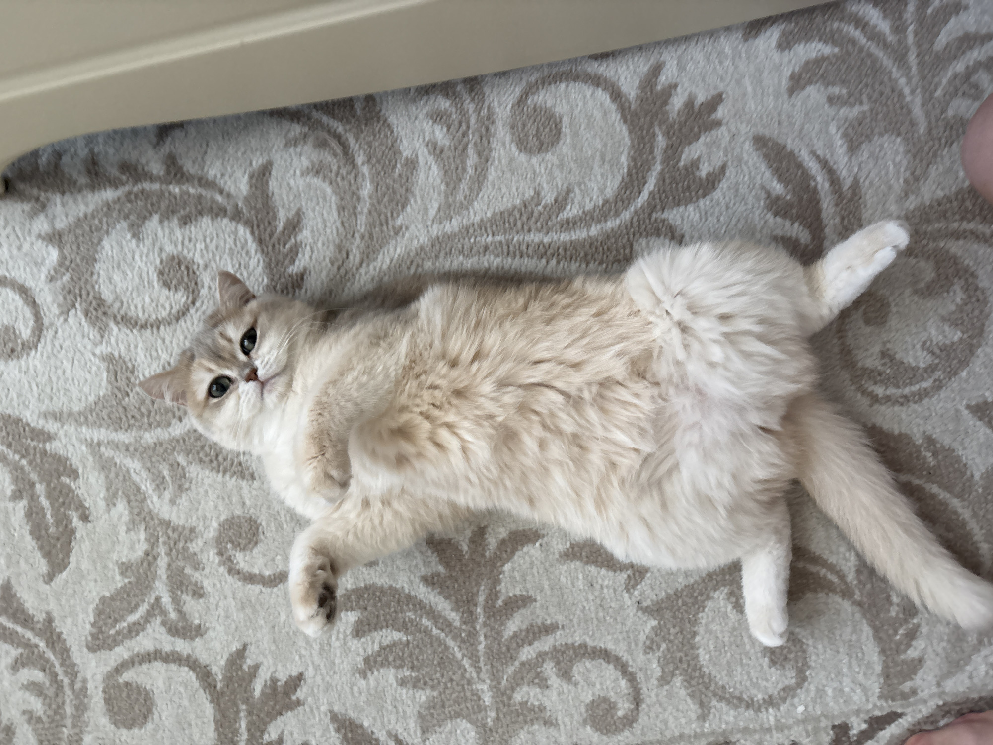 A cat is lying on its back on a rug with a floral pattern. The cat is light tan with a white belly and tail. Its paws are tucked close to its body. The cat is looking at the camera. A small portion of a wooden piece is visible at the top of the image. A foot is visible in the lower right corner. It is unknown if the location is in Chaikovsky, Russia.