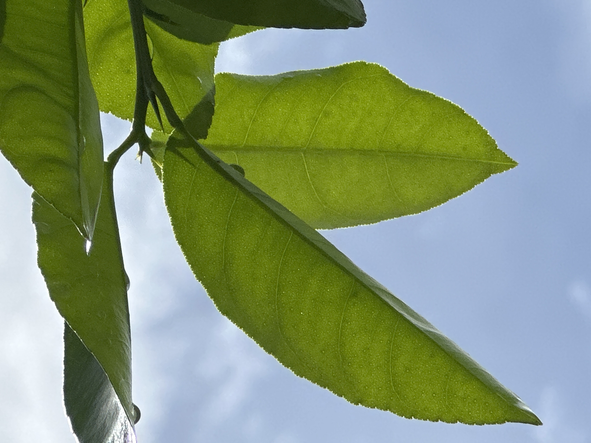 A close-up, low-angle shot captures green leaves against a bright, hazy sky. The leaves, some with dew droplets, are backlit, creating a soft glow around their edges and highlighting their veined texture. The sky is a pale blue with wispy clouds. The image appears to be taken outdoors, likely in a natural setting. There is no specific indication of the location being in Bhagsu, India, as the image only contains natural elements.