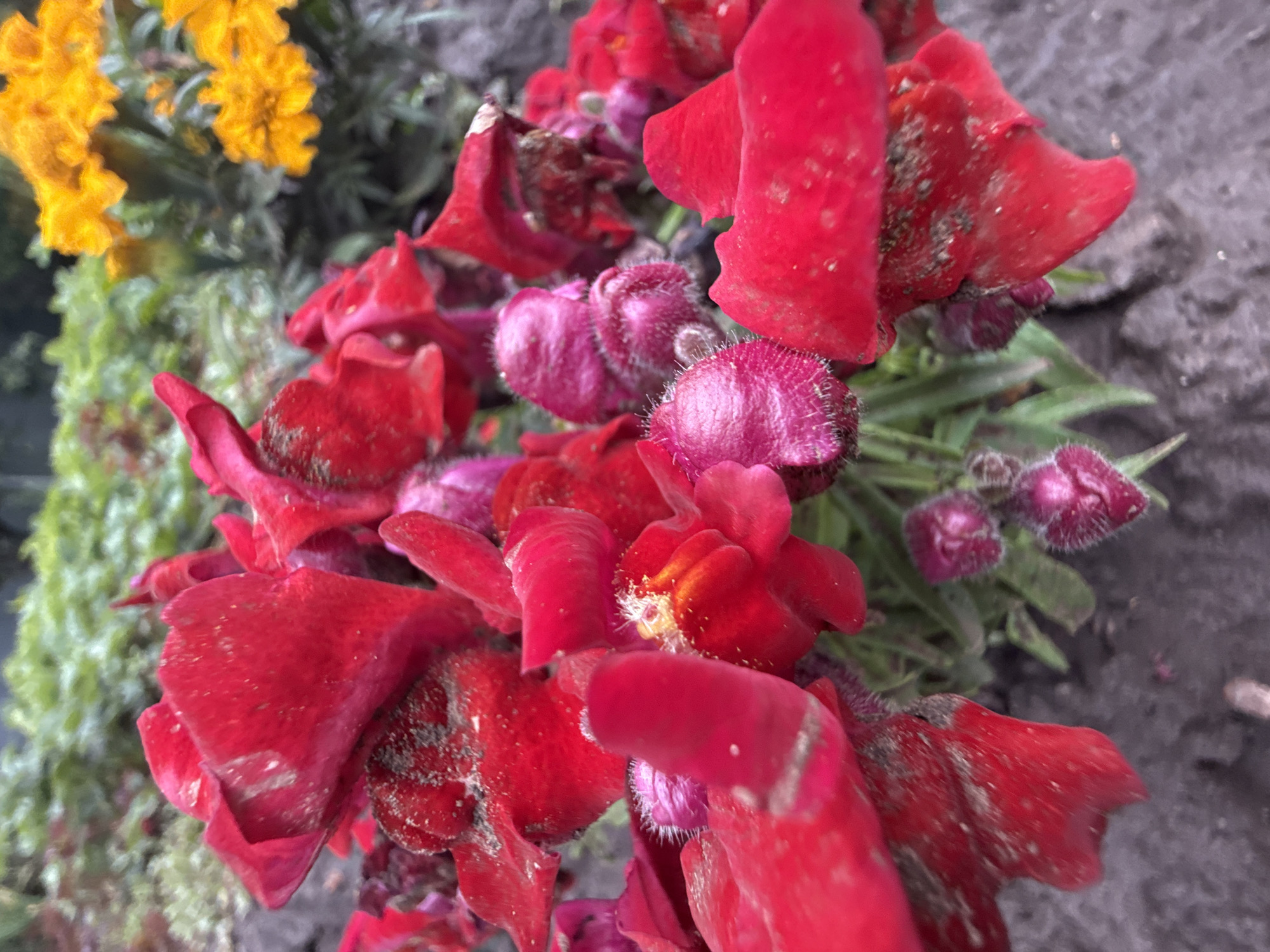 The image shows a close-up view of red and pink flowers, possibly snapdragons, with some yellow flowers in the background. The flowers appear to be in a garden setting, with green foliage and a dirt or gravel path in the foreground. The red flowers are a vibrant color, with some appearing slightly wilted or dusty. The pink flowers are smaller and have a velvety texture. The yellow flowers are out of focus but suggest a mix of colors in the garden. The image has been taken in Павловка, Russia.