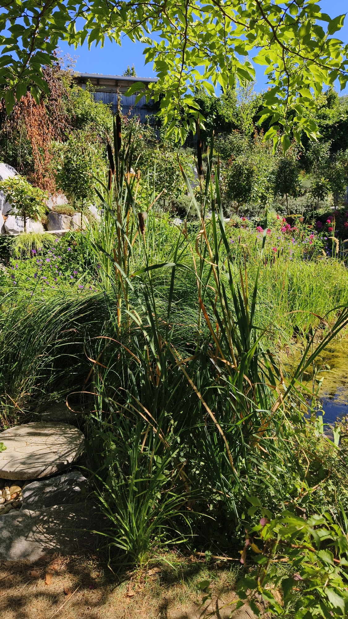This is a photograph of a garden in Langenlois, Austria, on a sunny day. The foreground features tall cattails and lush green grasses, with some dried brown leaves scattered on the ground. To the left, a pathway of flat stones leads into the scene, partially shaded by the overhanging branches of a tree with bright green leaves. In the middle ground, more vegetation, including purple flowers and what appear to be roses in shades of pink and red, bloom vibrantly. Behind the flowers, a stone wall and a wooden building are visible, partially obscured by the foliage. The background shows a clear blue sky above the trees and the building. The overall impression is of a well-maintained, naturalistic garden.