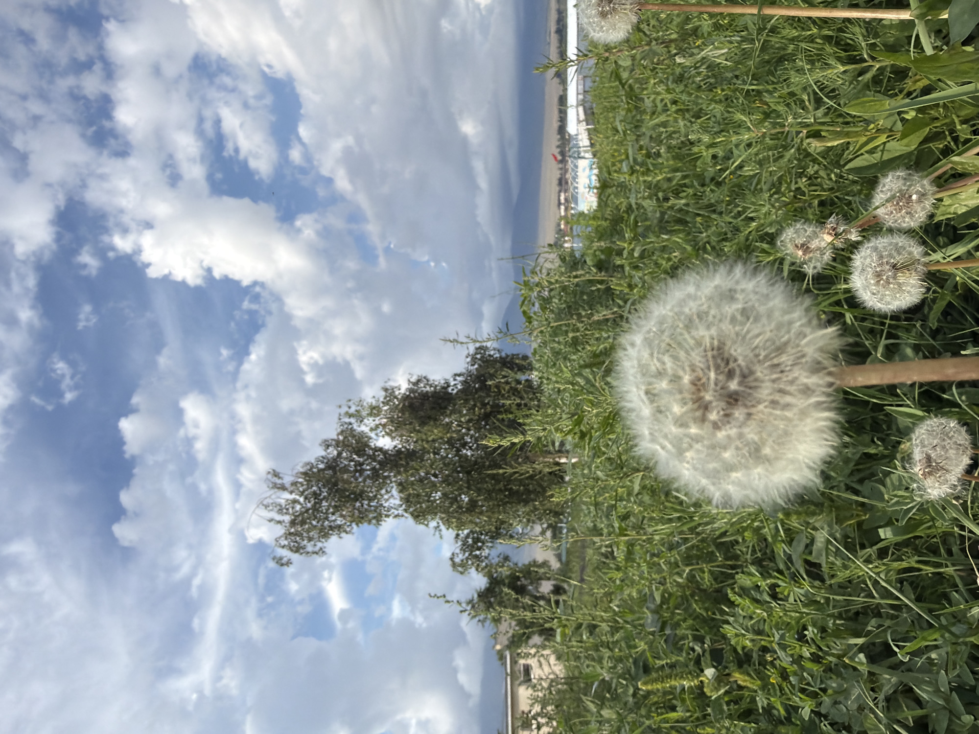 This media file is an image taken outdoors, with a vertical orientation. The main subjects are dandelions in various stages of development, with some in their fluffy, seed-bearing form and others appearing to be more mature. The setting appears to be a grassy field or meadow, with abundant green vegetation. In the background, there is a body of water, likely a lake or river, and beyond that, a sandy area with some buildings and structures visible, including what looks like a Ferris wheel. The sky is a mix of blue with scattered white clouds, suggesting a bright but possibly partly cloudy day. The lighting indicates it could be daytime, possibly late morning or afternoon. The focus is primarily on the dandelions in the foreground, creating a natural and serene atmosphere. There is no visible text in the image.