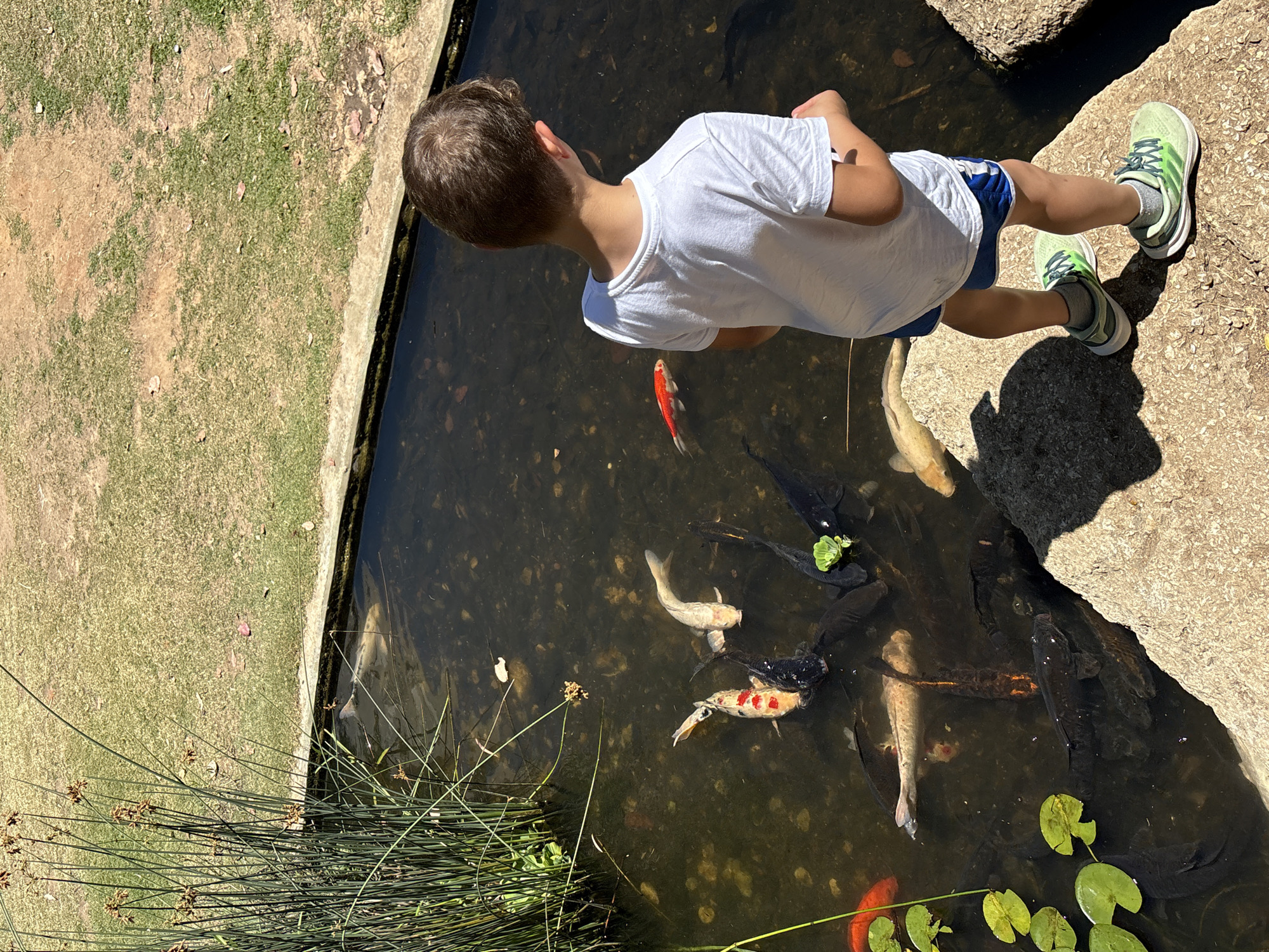 A high-angle, outdoor shot captures a young boy observing fish in a pond under bright sunlight. The boy, seen from behind and above, is positioned at the rocky edge of the pond, looking intently into the water. He wears a white short-sleeved t-shirt, blue and white patterned shorts, and green athletic shoes with white soles and grey socks. His shadow is cast distinctly on the rocks beside him.
The pond contains numerous koi fish of various colors, including bright orange, white, black, and spotted (red and white) varieties. Some fish are partially obscured by the water's surface reflections or other fish. The water appears clear enough to reveal the fish and some submerged organic material.
To the left of the pond, a strip of green grass borders a concrete edge. Tall, thin green reeds grow along this edge, partially obscuring the view of the water in the foreground. On the right side, large, rough, light-colored rocks form the pond's border where the boy stands. Floating green lily pads are visible in several areas of the pond. The scene suggests a sunny day, likely midday or early afternoon, given the strong, defined shadows. There is no visible text. The location is an outdoor setting, likely a park or garden in Tel-Aviv, Israel.