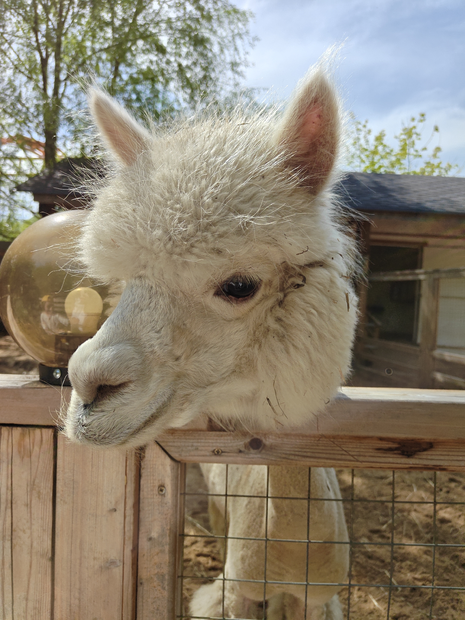 A close-up shot captures a white alpaca with its head resting over a wooden fence. The alpaca has a fluffy coat and dirt particles are visible on its fur. The fence is made of light-colored wood planks. Behind the fence is a wire mesh, revealing the ground with hay. To the left of the alpaca's head, there is a round lamp on the fence. In the background, one can see a building with a dark roof, as well as trees and a partly cloudy sky. The location is Khimki, Russia.