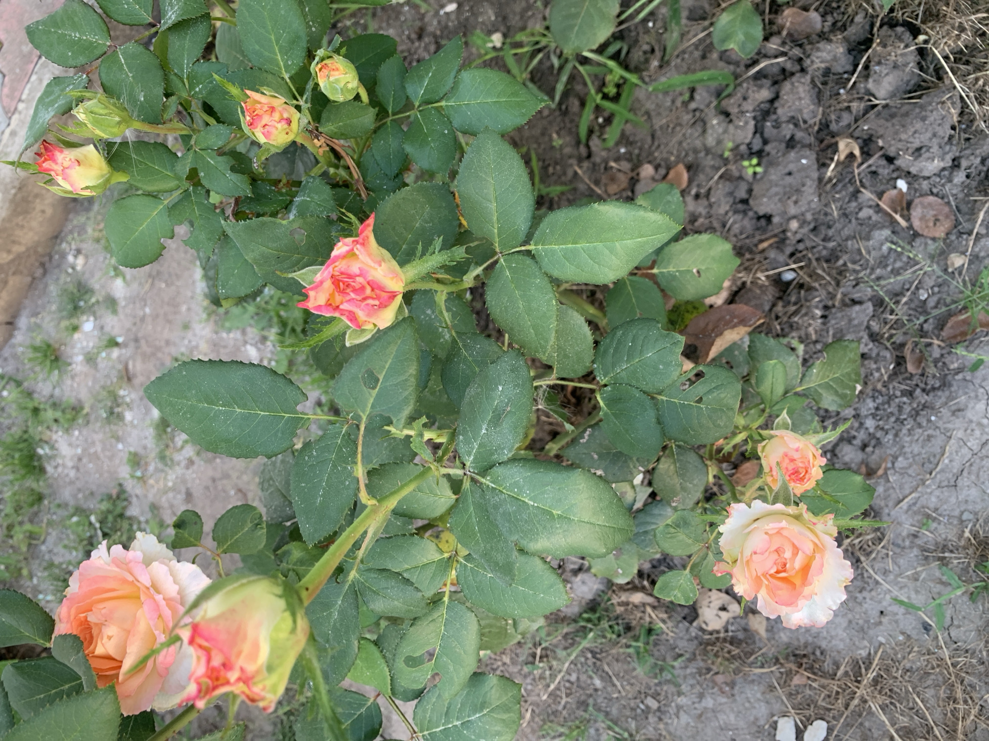 A close-up, overhead view captures a rose bush in Kolomyia, Ukraine. The bush is laden with multiple rose blooms and buds in varying stages of development. The roses exhibit a gradient of colors, ranging from pale pink to a vibrant peachy orange, with some buds showing hints of yellow and red. The leaves are a rich green, some showing minor imperfections. The ground surrounding the bush is composed of dark soil, with scattered dry leaves and small green shoots of grass. The lighting suggests it is daytime.
