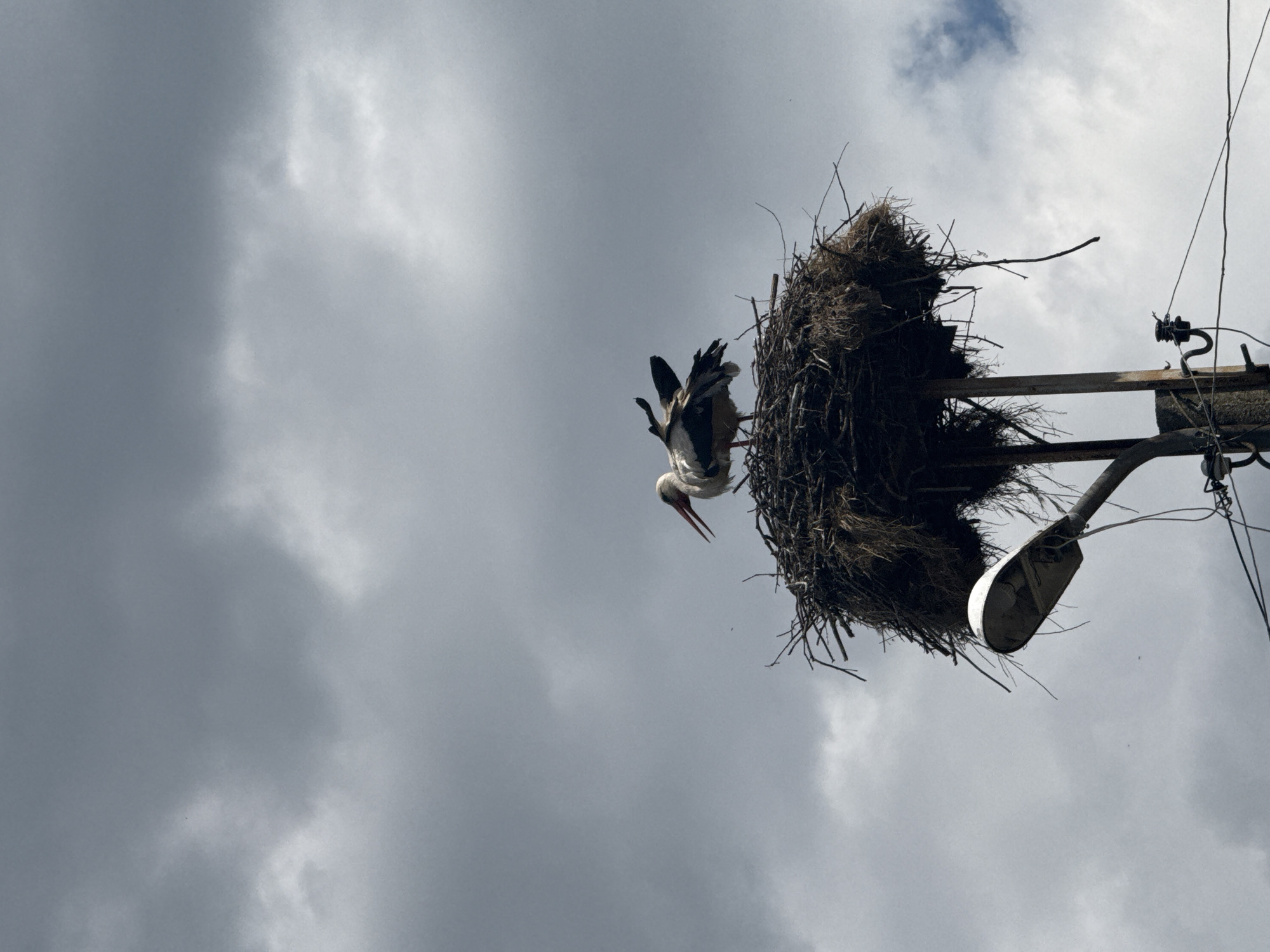 A white stork stands in its nest, which is built on top of a utility pole in Rusokastro, Bulgaria. The stork is facing to the right, with its beak open and its wings slightly raised. The nest is made of twigs and straw, and it is located high up on the pole. The sky is cloudy and gray, with some patches of blue peeking through. The image is taken from below, looking up at the stork and its nest.