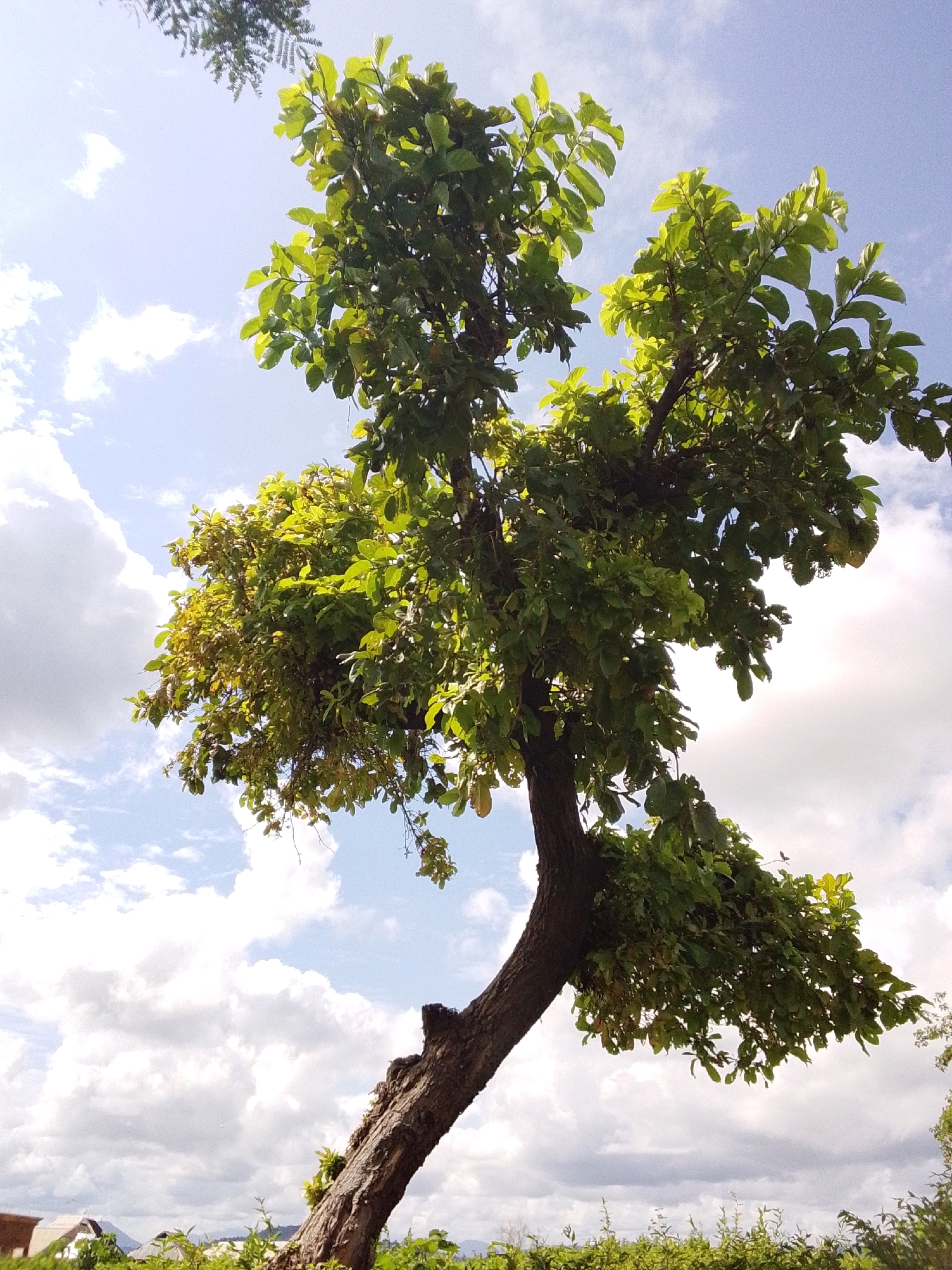 A low-angle shot captures a sprawling green tree against a bright blue sky filled with fluffy white clouds. The tree's thick, dark brown trunk curves upwards and to the left, supporting a dense canopy of lush green leaves. Some leaves are tinged with yellow, suggesting the changing seasons. In the background, a cluster of low buildings and green vegetation can be seen, indicating a rural or semi-rural setting. The image appears to be taken outdoors in Serti, Nigeria, during daylight hours.