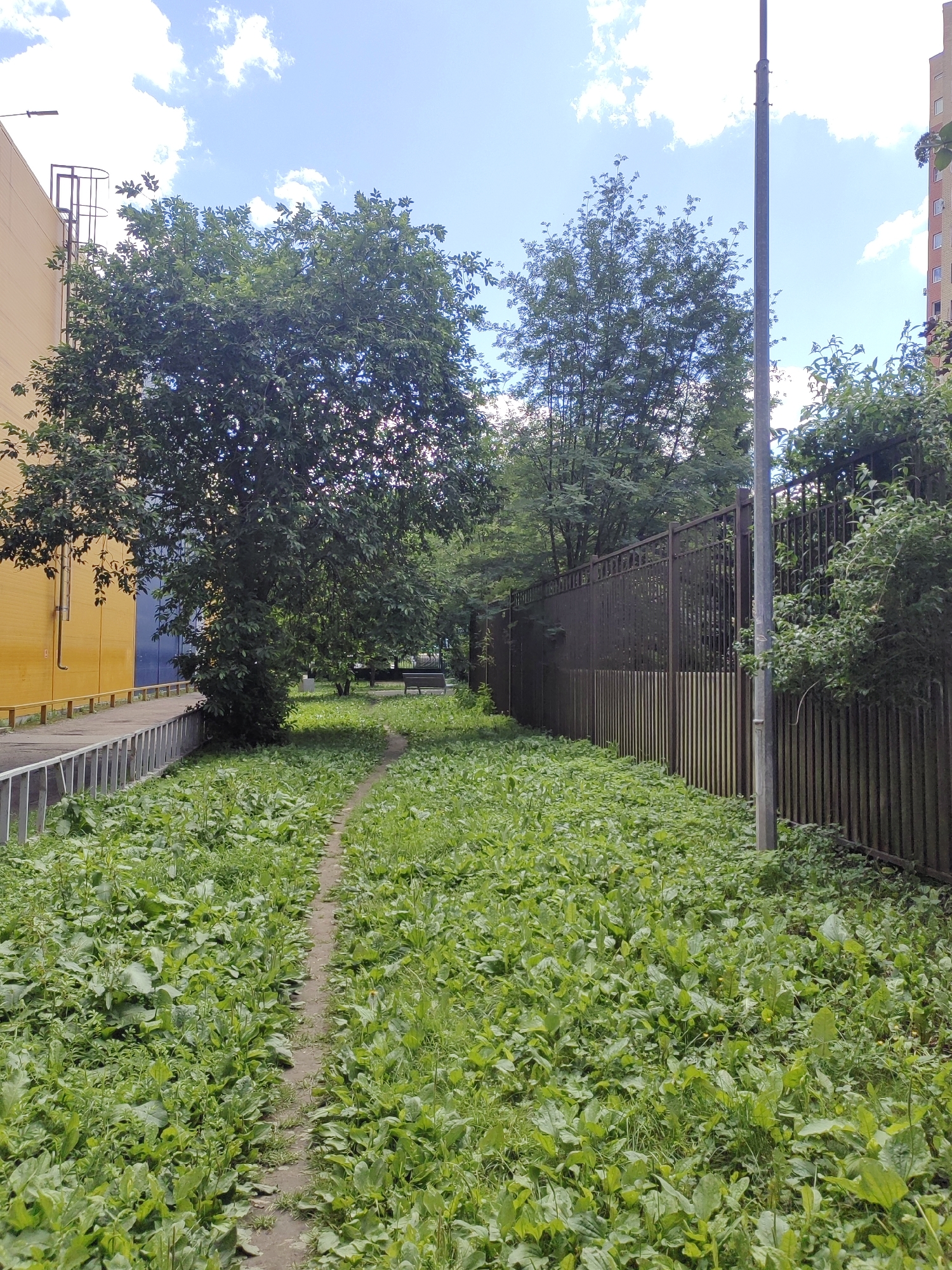The image shows a narrow dirt path winding through a field of dense green vegetation, bordered on the right by a tall, dark metal fence and on the left by a concrete walkway with a metal railing. In the background, large trees create a dense canopy, with a building visible to the far left and another to the far right. A tall, thin pole with a light fixture is positioned near the fence. The sky above is bright blue with scattered white clouds. The scene appears to be located in a semi-urban or suburban area, likely a courtyard or pathway within a residential complex in Putilkovo, Russia, given the presence of the buildings and the general landscape. There are no people or animals visible in the image.