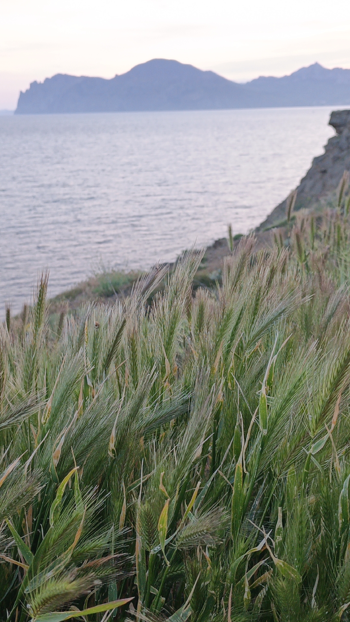 The image captures a coastal scene where tall green grass dominates the foreground, with some blades exhibiting hints of yellow. Beyond the grass, the sea stretches out under a pale sky, leading to a distant view of mountains. A section of rocky cliff is visible to the right of the grass, marking the edge of the land.