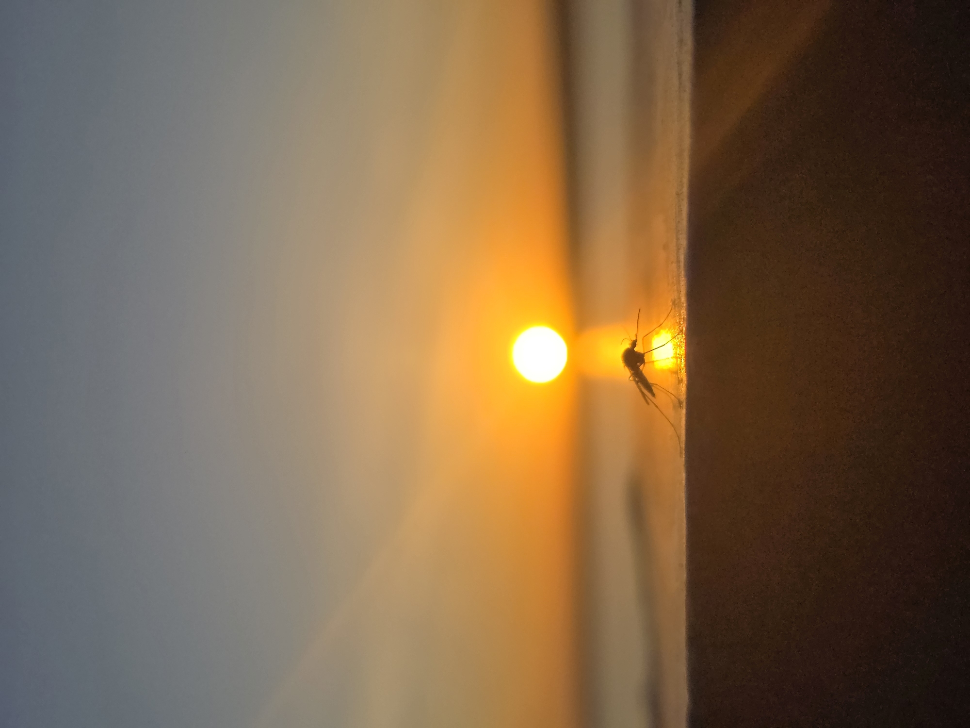 The image depicts a mosquito perched on a vertical surface, with a bright light source directly behind it, possibly the setting sun. The background exhibits a gradient from a darker tone on one side to a lighter, orange hue on the other. The photo was taken in the city of Chaikovsky, Russia.