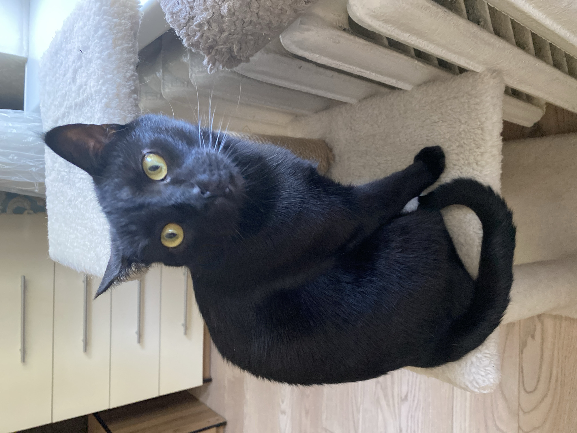 A black cat with bright yellow eyes is sitting on a beige carpeted cat tree. The cat is facing the camera, with its body angled to the left. The background shows a dresser with multiple drawers, a radiator, and a window with white curtains. The flooring appears to be light-colored wood. The image is taken indoors, likely in a residential setting. There is no information about the location in the city of Kaliningrad, Russia.