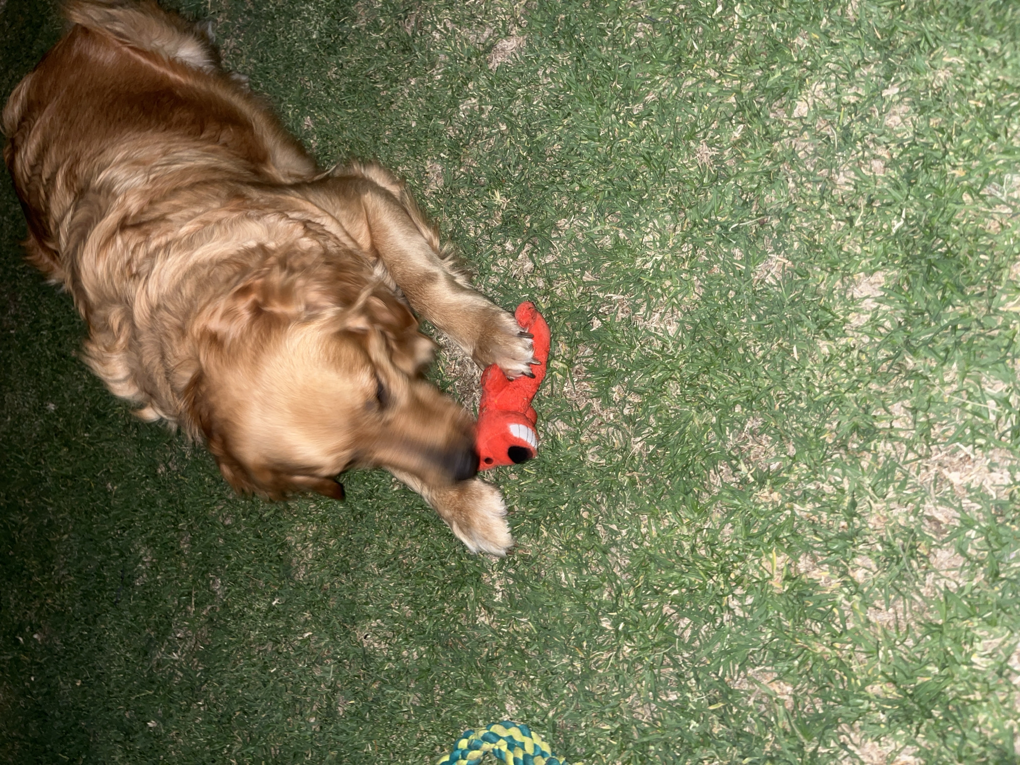 A golden retriever lies on a patch of grass, its head angled towards the viewer. The dog is holding a red stuffed animal toy, possibly a fox or similar creature, with its front paws. The grass is green and appears to be well-maintained. The location is Barrio de Nuevo León, Mexico. Another toy of ropes is visible in the bottom left.