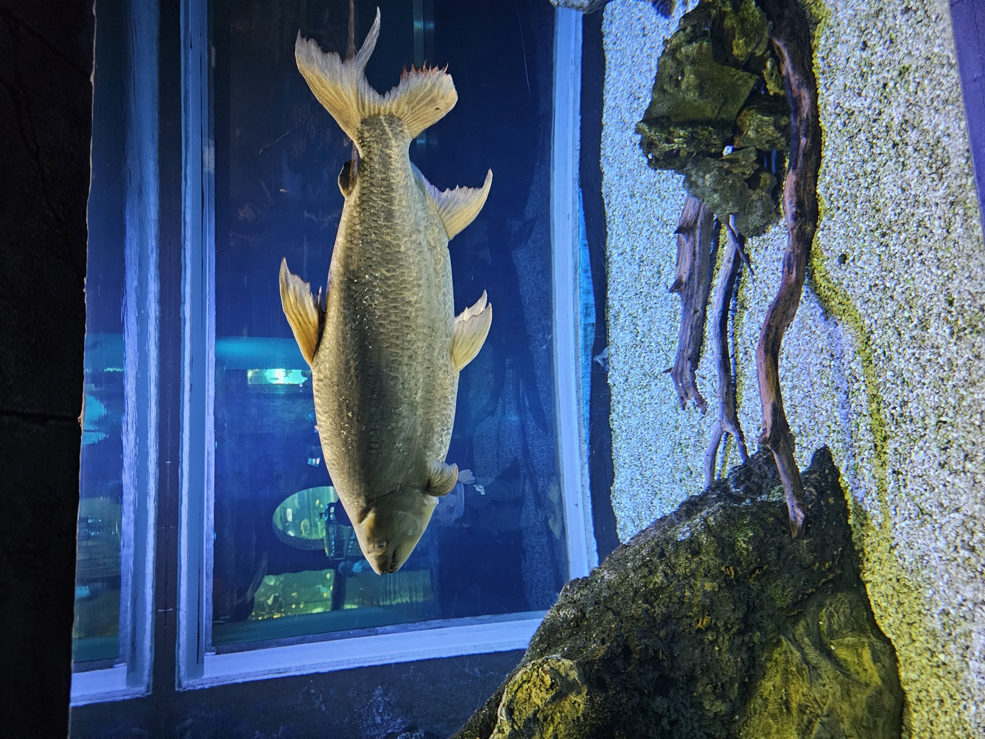 An aquarium displays a large fish with a pale, silvery-green body and yellow fins, positioned vertically in the center of the frame. The fish is likely an arapaima or similar large freshwater species. It is located inside a large glass tank, near a stone structure with roots, and located inside of the Mega Mall Khimki, in Khimki, Russia. The glass of the tank shows reflections of the aquarium's interior and possibly the surrounding environment.