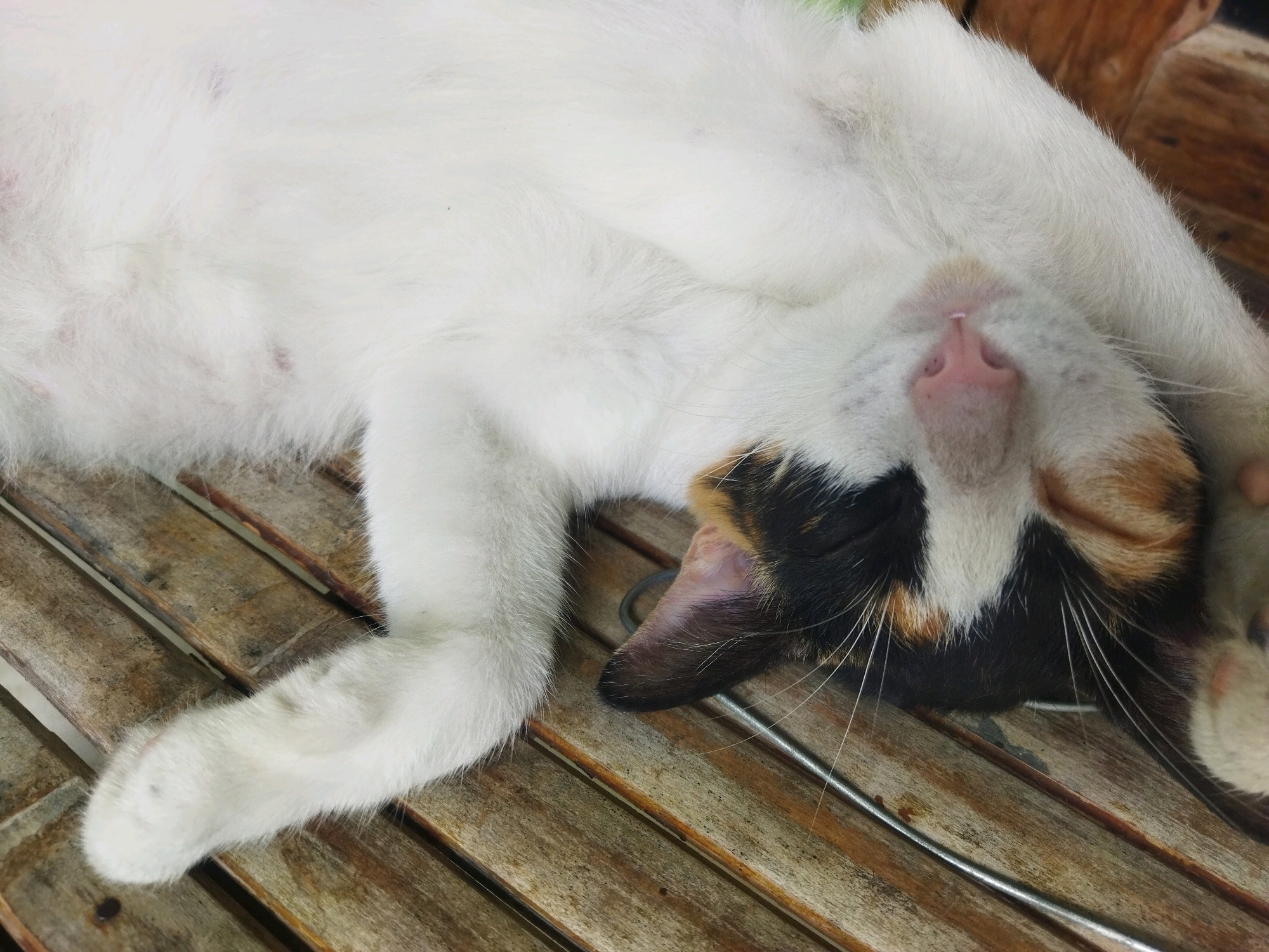 A calico cat is lying on its back on a wooden surface. The cat is predominantly white with patches of black and orange. Its belly is exposed, and its paws are visible. The wooden surface appears to be made of planks and has a rustic texture. The cat's face is turned upwards, revealing its nose and mouth. The scene is likely a casual outdoor or indoor setting. The exact location in Kesugihan, Indonesia cannot be determined from the image alone.