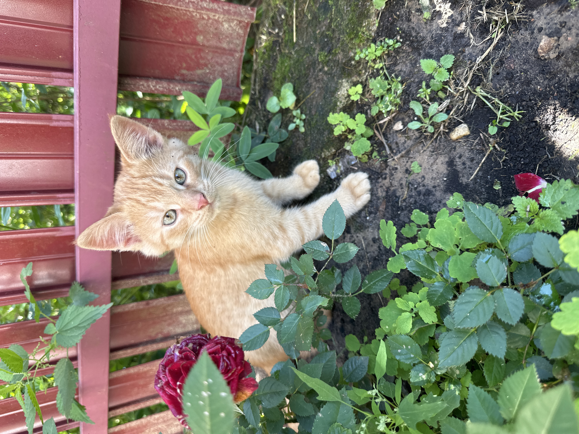 An orange tabby kitten is sitting on the ground in front of a red wooden fence. The kitten is facing the camera, with its front paws extended. It has green eyes and a pink nose. To the left of the kitten is a rose bush with a red rose. The ground is covered in dirt, leaves, and small green plants. The background consists of the red fence and out-of-focus greenery. The scene appears to be in a backyard or garden.