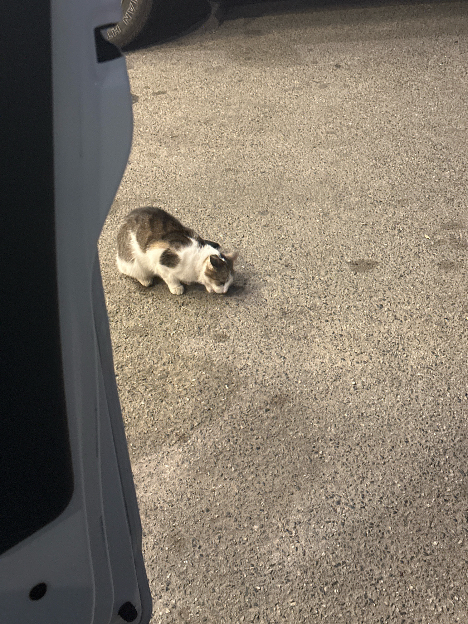 An outdoor, eye-level, slightly angled medium shot shows a tri-colored cat with white, brown, and black markings crouching low to the ground and sniffing a patch of asphalt. The cat is positioned in the center-left of the frame. The ground is composed of rough, grey asphalt. In the left of the frame, a portion of a white vehicle door is visible, its dark interior contrasting with the bright exterior. The background is a continuation of the asphalt surface, with no discernible urban features that would identify a specific location in Nevinnomyssk, Russia.