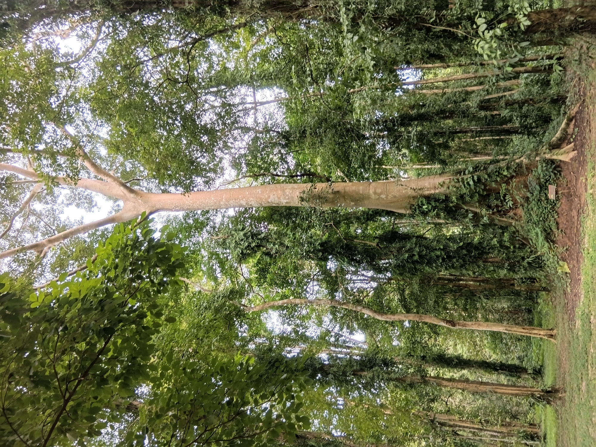 The image depicts a dense forest scene in the Mae Sai District of Thailand. A colossal tree with a pale, smooth trunk dominates the center of the frame, its branches reaching high into the canopy. The surrounding trees are also tall and covered in lush green foliage, with many of them entwined with vines and epiphytes. The ground is carpeted with grass and smaller plants, creating a wild and natural environment. The lighting suggests it is daytime, with dappled sunlight filtering through the leaves. There are no people or animals visible in the image. The overall impression is one of a vibrant and untamed tropical forest.