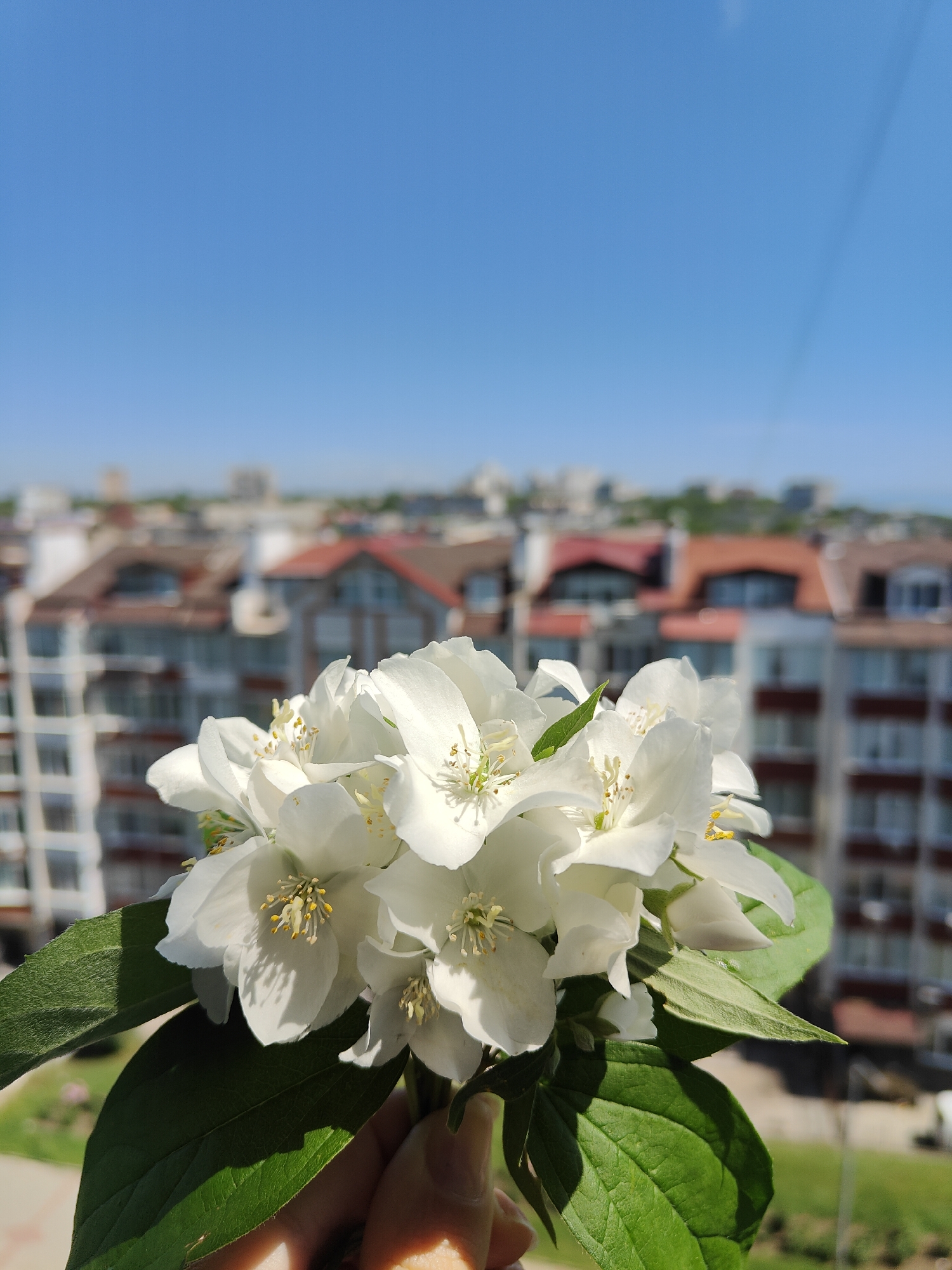 The image captures a close-up of a small, vibrant bouquet of white flowers, likely jasmine or mock orange, with bright green leaves. The flowers exhibit delicate white petals and prominent yellow stamens at their centers, bathed in direct sunlight which creates distinct shadows on the foliage. A person's hand is partially visible at the bottom of the frame, gently holding the stems of the flowers.
The background, set against a clear, brilliant blue sky, reveals a blurred urban landscape. Numerous multi-story residential buildings are visible, some characterized by their distinct red or brown sloped roofs, indicating a residential area. The depth of field places the focus squarely on the flowers, while the city sprawl recedes into a soft blur.
The scene suggests a sunny day, likely taken from an elevated position such as a balcony or window overlooking a town. Given the provided context, the location is Chornomorsk, Ukraine. There is no visible text in the image. The photograph conveys a feeling of nature's simple beauty juxtaposed against an urban backdrop, captured on a bright, clear day.