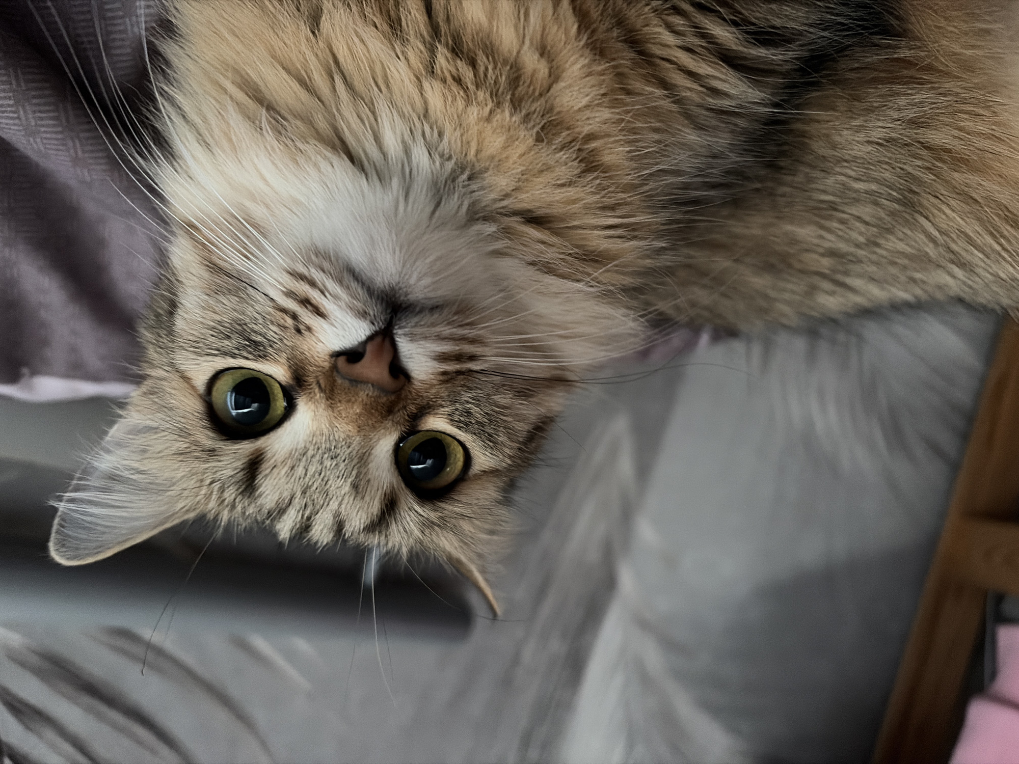 A close-up, head-on shot shows a long-haired tabby cat lying down. The cat's fur is a mix of brown and tan with darker tabby stripes. Its large, green eyes are looking directly at the camera. The cat's face is tilted slightly upwards, and its pink nose is visible. Long white whiskers fan out from its muzzle. The background is out of focus, showing a textured gray surface and what appears to be a light gray blanket or fabric. The overall lighting is soft. This image was taken in a domestic environment in Chaikovsky, Russia.