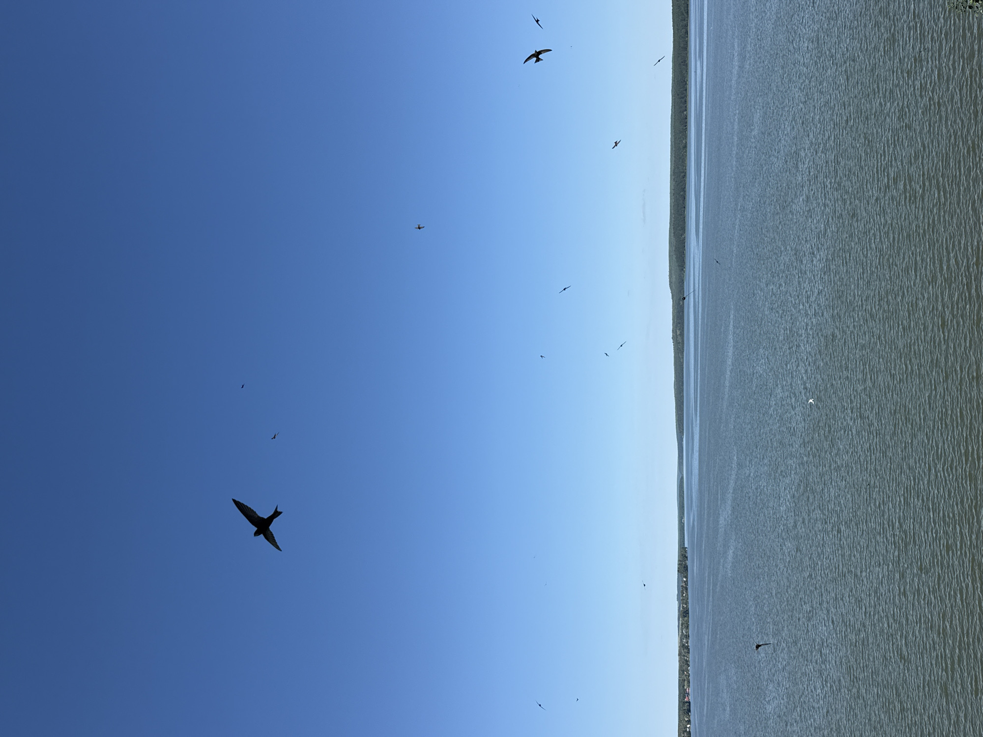 The image depicts a wide expanse of a calm, blue lake under a clear, bright sky. The water has a slightly rippled surface, reflecting the daylight. Along the distant horizon, a green, tree-lined shore is visible, with a scattering of buildings suggesting a small settlement. The sky is populated by several birds in flight, silhouetted against the blue. The most prominent bird is large and in the upper left quadrant, with its wings spread. Other smaller birds are dispersed throughout the sky and closer to the water. The scene appears to be a serene natural landscape, likely taken from a vantage point overlooking the water. This is the Votkinsk Reservoir in Votkinsk, Russia, a popular summer recreation area.