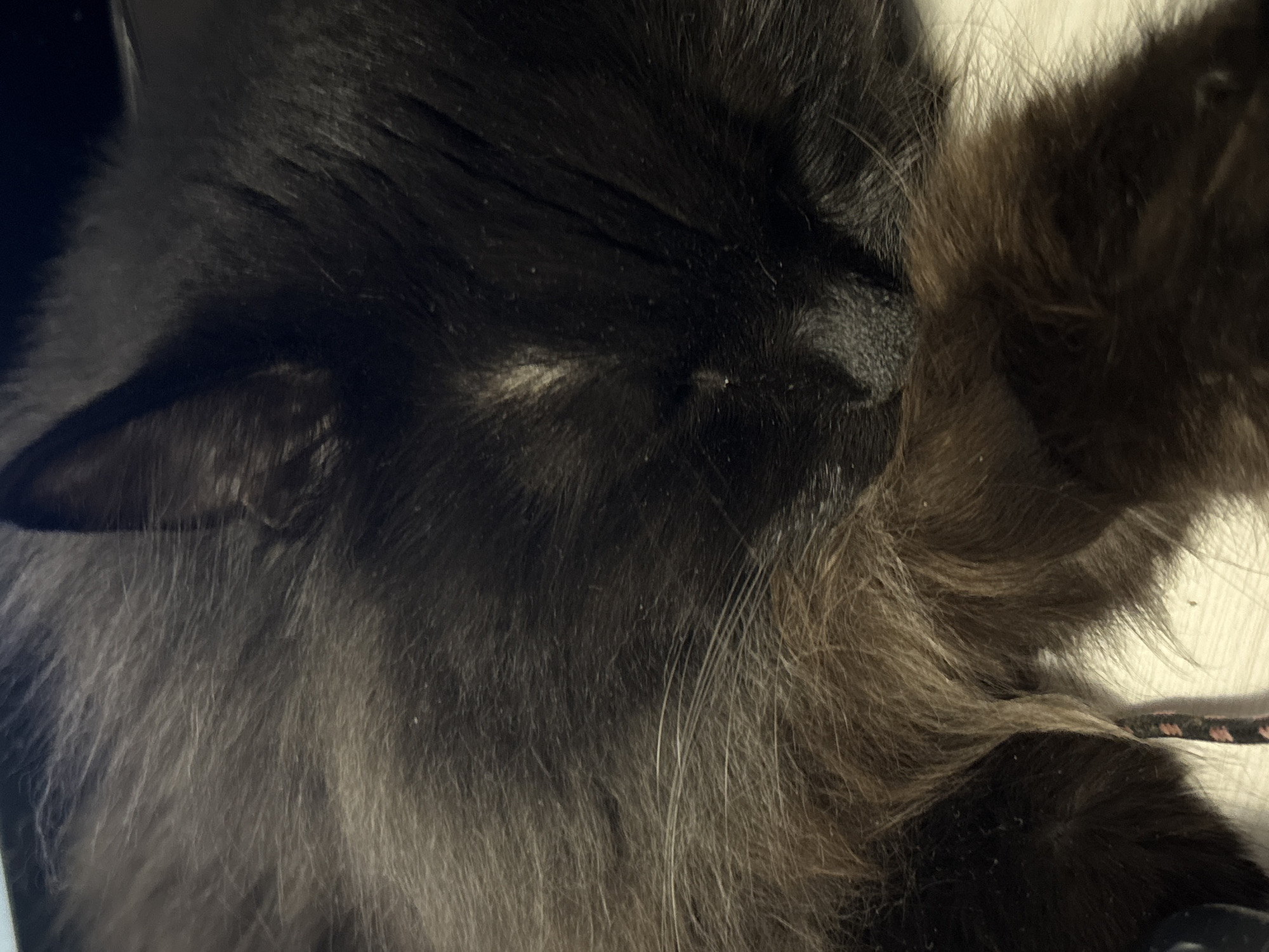 The image shows a close-up of a long-haired cat's face, predominantly black with some brown and grey fur. The cat is likely sleeping, as its eyes are closed. Part of an ear is visible on the left side. The fur appears soft and dense. There is a small dark-colored braided leash near the lower right side of the image. The setting or location in Megion, Russia, is not discernible from the image content.