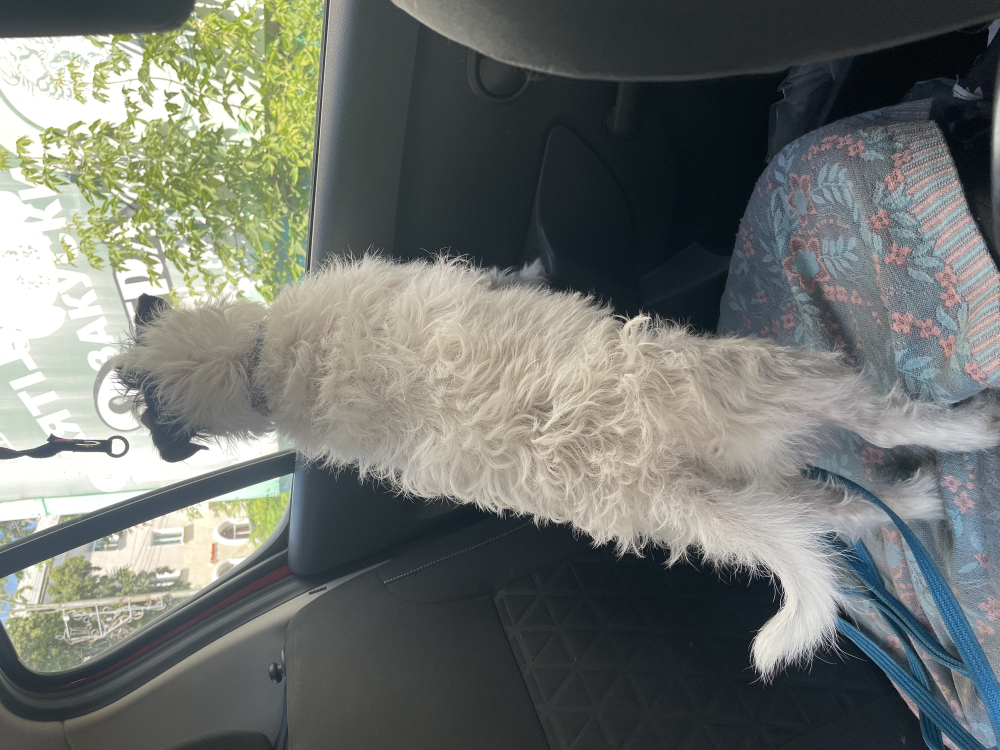 A small, white, shaggy dog is standing on its hind legs, looking out of the window of a car. The dog has black markings on its head and a colorful collar. The car's interior is visible, including a black car seat with a patterned blanket on it. Outside the window, there are buildings, trees, and a green sign with text. The sun is shining, casting shadows.