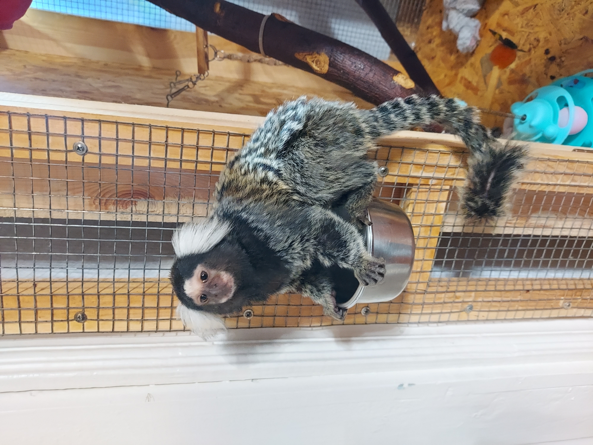 A common marmoset (Callithrix jacchus) with prominent white ear tufts, a dark face with lighter muzzle, and a mottled grey-and-black fur pattern, including a ringed tail, is centrally positioned within an indoor enclosure. The marmoset sits with its forepaws inside a mounted stainless steel bowl, facing directly forward. The enclosure's background consists of a square-grid wire mesh secured to light-colored vertical wooden planks, which in turn are attached to a white wall or door frame on the left. To the right, a dark brown, multi-branched tree limb extends vertically, and the floor is covered with light-toned wooden material or bedding. Visible on the floor are a light blue plastic feeder with a pink interior cup, an orange spherical object, and crumpled white fabric. The enclosure hardware includes multiple silver Phillips head screws affixing the mesh to the wood, and a chain with a spring mechanism is partially visible on the right. The scene is located in the city of Unknown, Unknown.