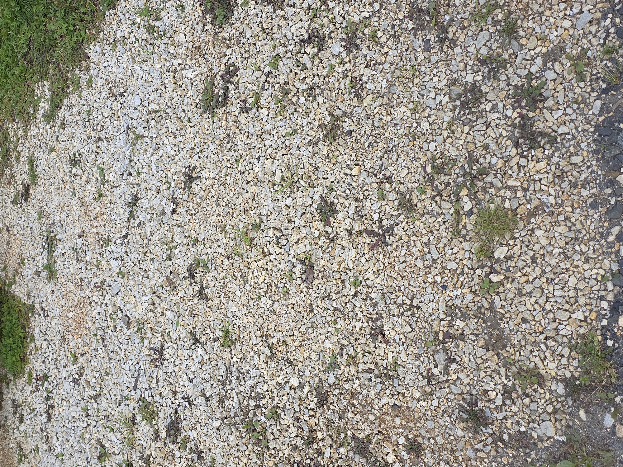 The image displays a close-up, overhead view of a gravel surface interspersed with sparse green vegetation. The gravel consists of small, irregularly shaped stones in varying shades of white, beige, and light gray. The vegetation appears as small clumps and individual blades of grass and other low-lying plants growing between the stones. The overall scene is consistent with an outdoor ground cover, possibly a pathway, unpaved area, or the base of landscaping. There are no people, structures, or any identifiable landmarks present to suggest a specific location within the city of Magnitka, Russia.
