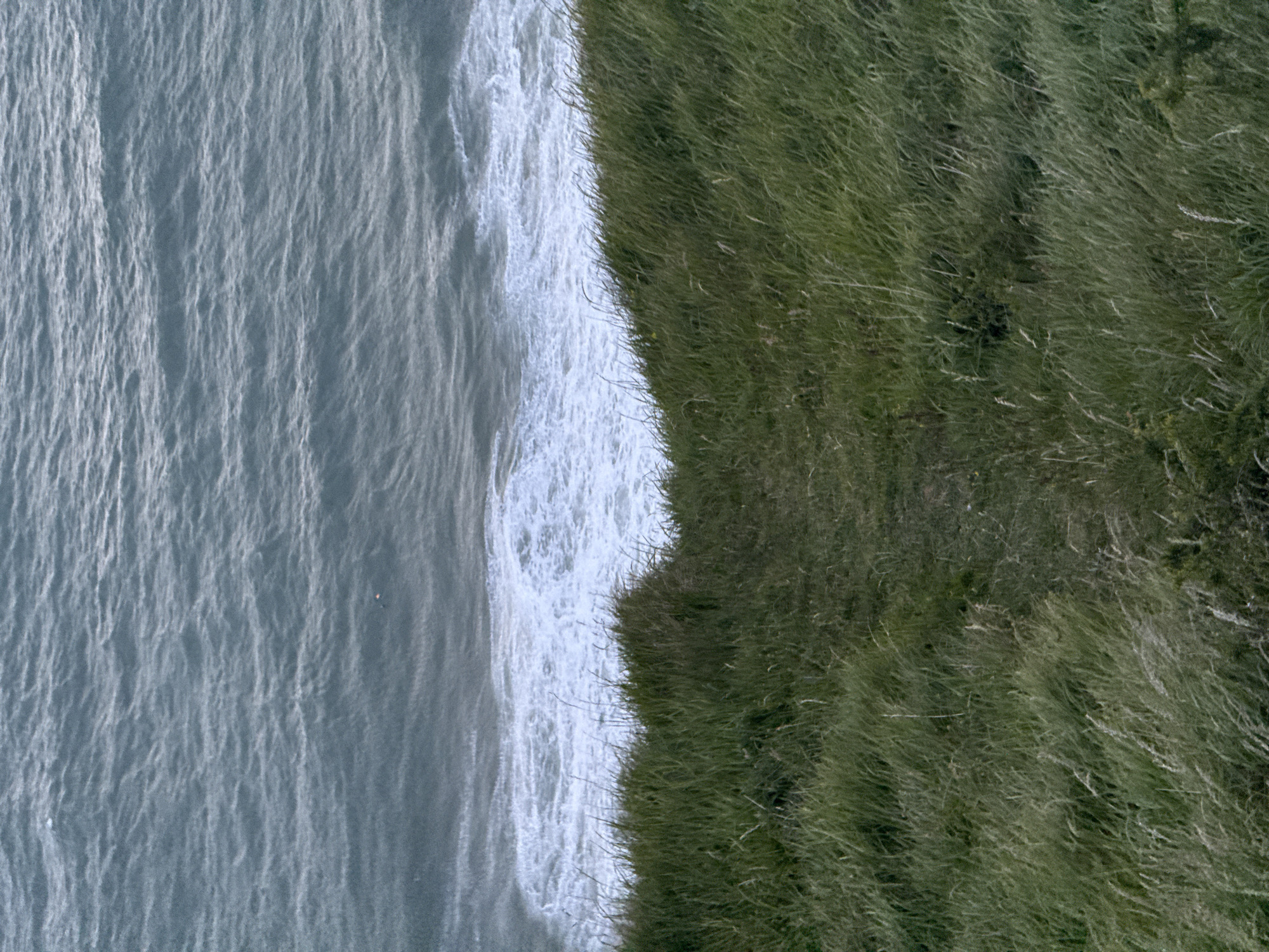 This aerial or elevated shot captures a dramatic coastal scene in Fécamp, France, where a verdant cliff meets the open sea. The image is divided vertically, with the left side showcasing the ocean and the right side featuring the land.
The sea, rendered in shades of blue and grey, exhibits a textured surface with numerous ripples and gentle swells, suggesting subtle movement and a reflective quality under diffused light. Along the boundary with the land, a dynamic line of white, frothy waves crashes against the cliff base, indicating the constant interaction between the water and the shore.
The cliff edge is densely covered in long, untamed green grass, some of which appears to be swaying or flattened by wind. The texture of the grass is rich and detailed, highlighting individual blades and clumps that form a rugged, natural edge. There are no signs of human development, structures, or pathways on the land.
The lighting is soft and diffused, implying an overcast day or possibly a time of day like dawn or dusk, as there are no harsh shadows. No people, animals, or man-made objects are visible, emphasizing the raw, untamed beauty of the natural landscape. There is no visible text within the image.