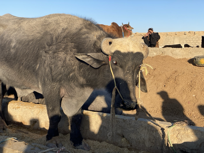 The image depicts an outdoor animal enclosure, specified as being in Jabadar, Afghanistan. In the foreground, a large, dark grey water buffalo with curved horns and a distinct white forehead stands, tethered by a yellow rope around its head and snout. Its eyes are blue with a reddish tint at the inner corner, and its udder is visible. The buffalo is positioned behind a concrete trough filled with light-colored granular feed. To the right and slightly behind the water buffalo, a smaller, light brown cow with horns and a red halter is visible. In the mid-ground, a male individual dressed in dark attire is seated on a raised earthen platform, with his left hand near his face. Other dark animal forms are partially visible near a concrete block wall behind the man. A yellow container rests on the ground in the far right background. The ground consists of dry, reddish-brown soil. The scene is illuminated by strong sunlight, casting sharp shadows of the subjects, including a distinct bird-like silhouette, onto the ground and trough, beneath a clear blue sky.