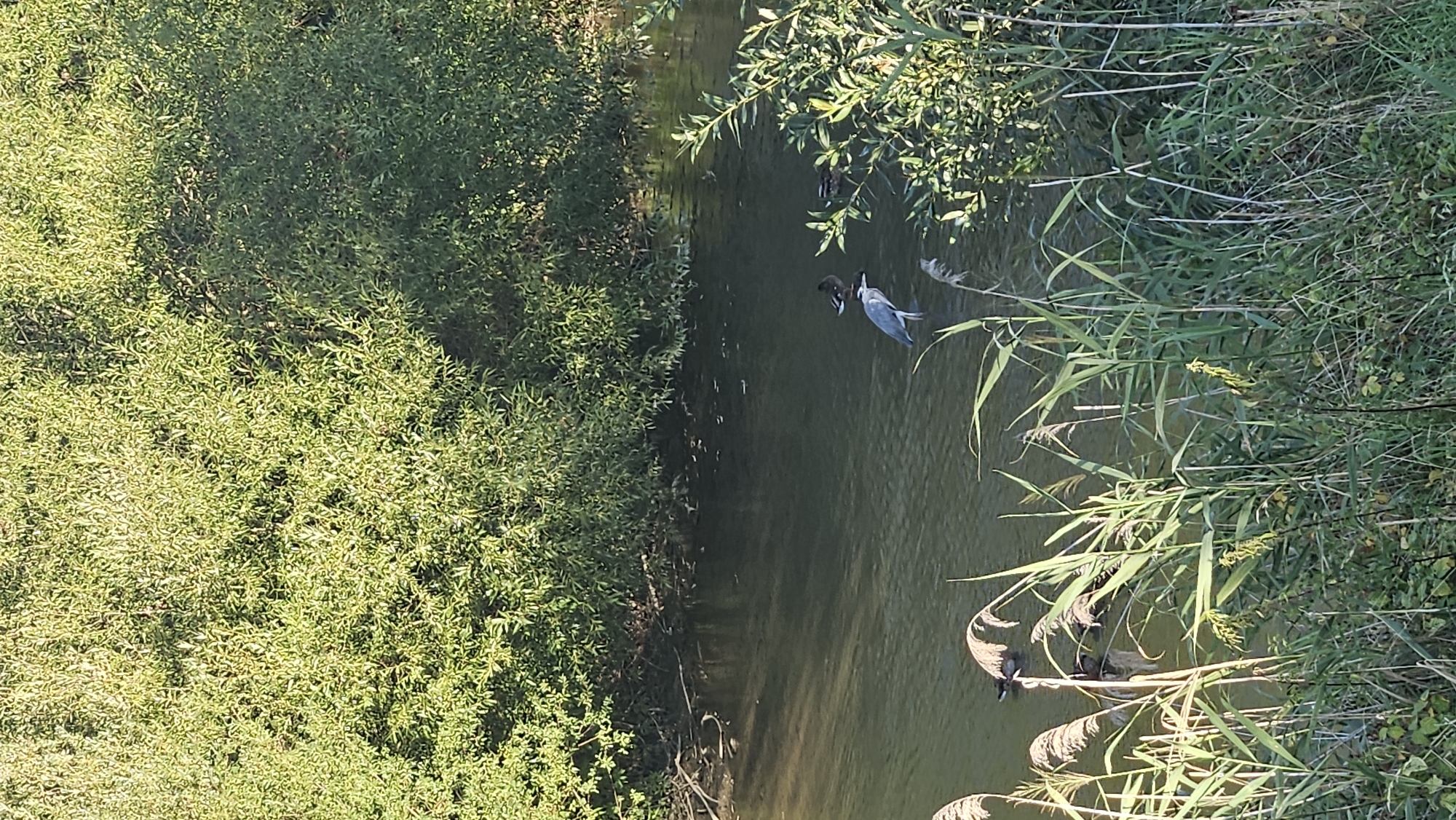 The image depicts a natural scene with a body of water surrounded by lush green vegetation. In the water, there are several birds. In the middle ground, a grey heron stands in shallow water, and to its right, two ducks are visible. In the background, a dense wall of green foliage, likely trees and bushes, forms the backdrop. In the foreground, tall reeds and other grasses grow along the bank of the water. The lighting suggests it is daytime, with sunlight casting shadows on the water and foliage. The scene appears to be a peaceful, natural environment. There is no discernible information in the image that would place this scene specifically within the city of Prešov, Slovakia.