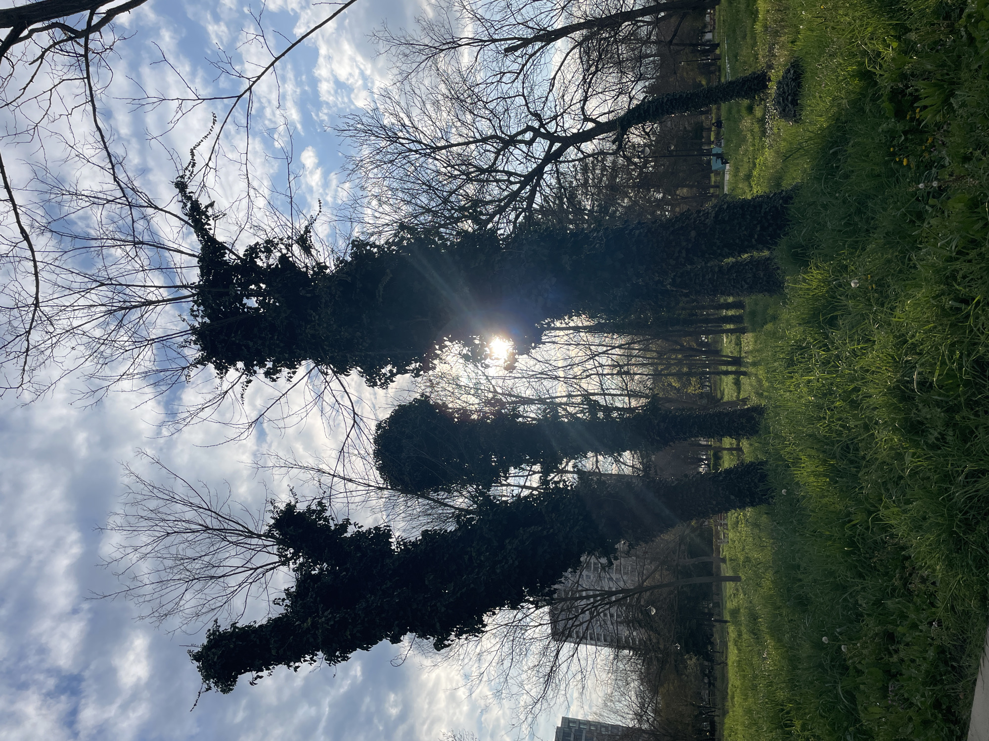 The image shows a park setting on a sunny day, likely in spring due to the green grass and bare trees starting to show new growth. The sky is partially cloudy. Several trees are heavily covered in ivy. In the background, there is a building visible.
Although it's difficult to determine the specific location within Burgas, Bulgaria, based solely on the image, features like the type of trees, the presence of the ivy, and the style of the building may align with features found in Burgas's parks.