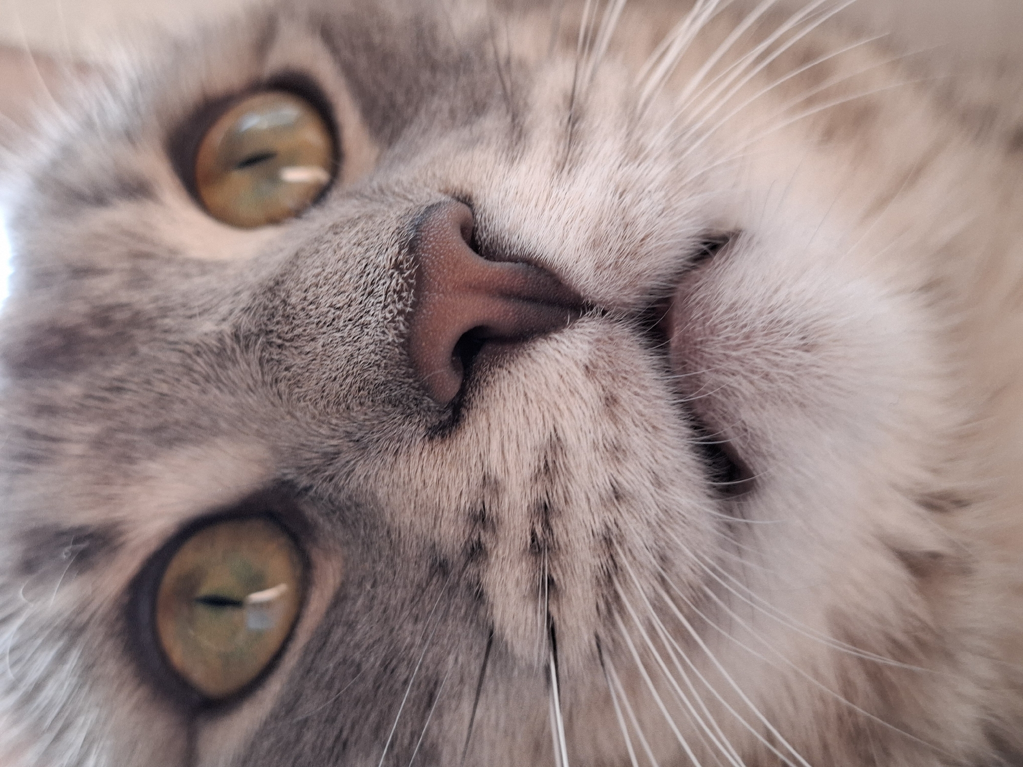 The image is a close-up of a gray cat's face, taken from a low angle, so the cat is looking down at the camera. The cat has yellowish-green eyes and a pink nose. The cat's whiskers are white. The location is not visible from the image and cannot be determined.