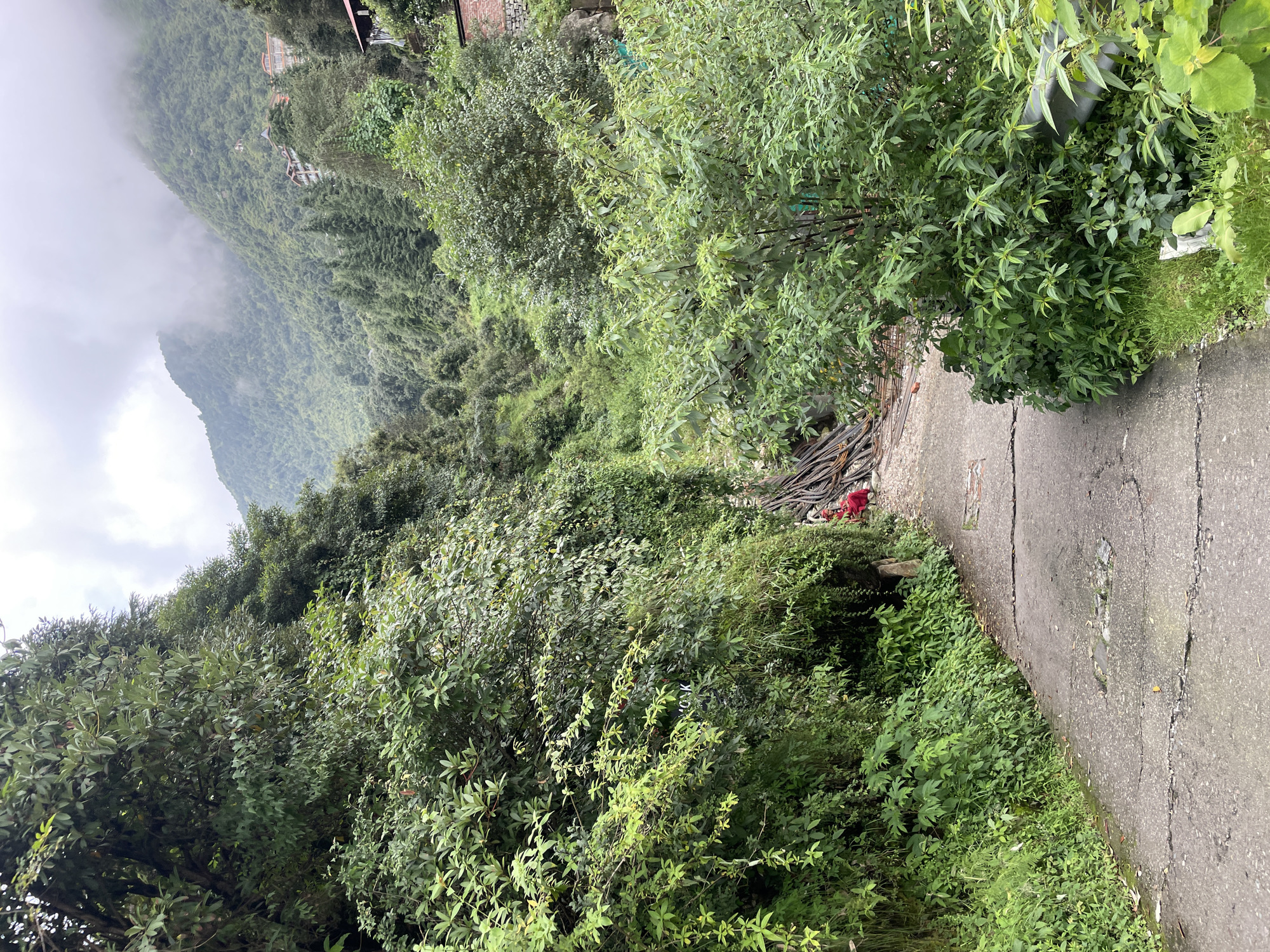 A narrow, cracked asphalt road winds through a lush, green mountain landscape in Bhagsu, India. The road is bordered on the left by dense vegetation and tall trees. On the right, the vegetation is less dense, revealing a pile of wooden logs and rebar. Further up the mountain, buildings are visible nestled among the trees. The sky is overcast, with clouds obscuring the mountain peaks. In the middle ground of the image, a person wearing a red garment is sitting near the pile of wood. The scene conveys a sense of natural beauty and rural life in a mountainous region.
