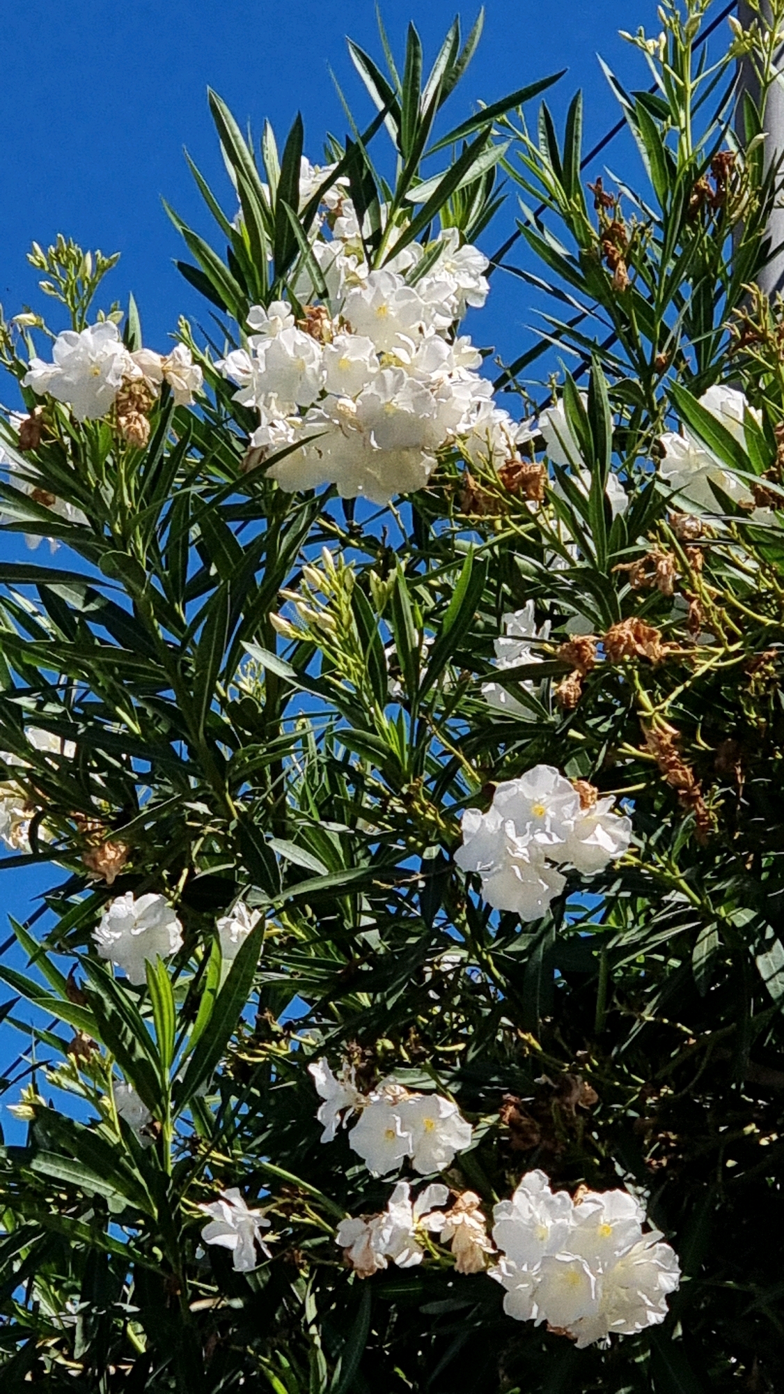The image shows a close-up of white oleander flowers and green foliage against a bright blue sky. The flowers are in various stages of bloom, with some fully open and others still budding. The leaves are long and slender, typical of oleander plants. There are also some dried brown seed pods or spent flowers scattered amongst the green. The scene appears to be outdoors, likely in a garden or natural setting. The presence of a wire fence or trellis is visible on the right side of the frame, partially obscured by the plants. The image is a snapshot of a flowering plant, with no people or specific actions depicted. The lighting suggests it is daytime, with the sun illuminating the flowers and leaves. The location in Castelló d'Empúries, Spain, is noted, suggesting a Mediterranean climate suitable for oleander growth.
