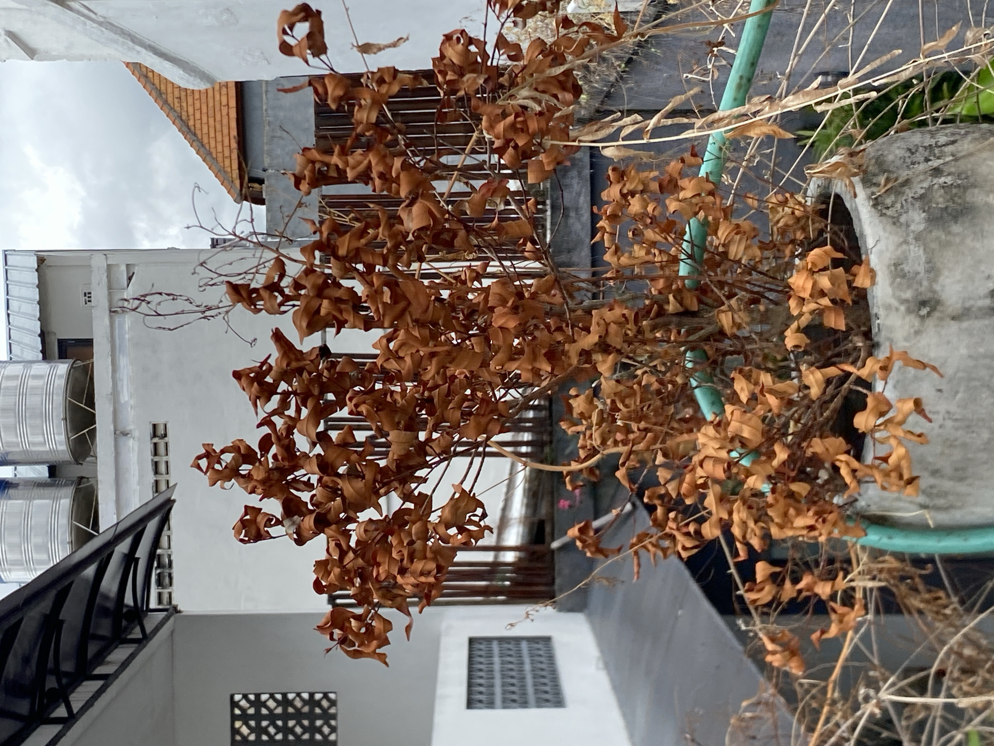 In North Kuta, Indonesia, a weathered concrete pot contains a dried, brown plant with brittle leaves. The pot sits on a raised platform, with a teal-colored hose coiled around it. In the background, a white building with a dark awning is visible, along with two large silver water tanks on its roof. Further back, another white building with an orange tiled roof is partially obscured by the plant. The sky is overcast.