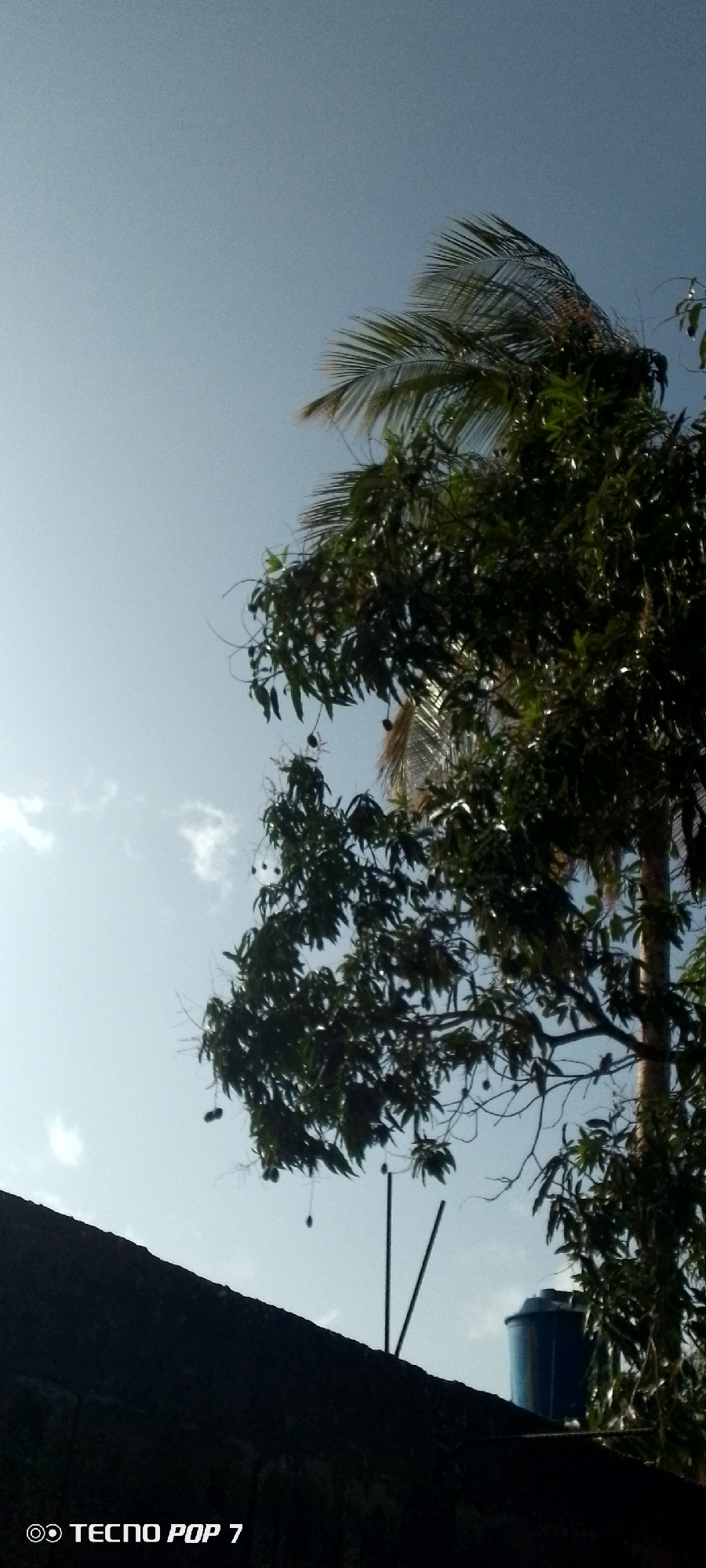 The image shows a view in Altagracia, Venezuela. In the foreground, there is a section of a dark-colored rooftop. Behind it, there's a tree with dense, green foliage and what appear to be mangoes hanging from its branches. There is also a palm tree behind the other tree. In the background, there's a blue water tank, a few antenna poles and a clear sky with light clouds. The "TECNO POP 7" watermark is visible in the bottom left corner.
