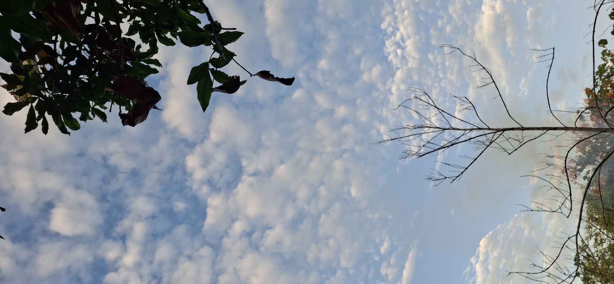 The image depicts a view looking up into the sky with trees framing the edges. On the left side of the frame, there are green leaves. On the right side, there is a bare tree with reddish leaves and green trees in the background. The sky is blue and filled with small white clouds. The location is Vallecito, Venezuela.