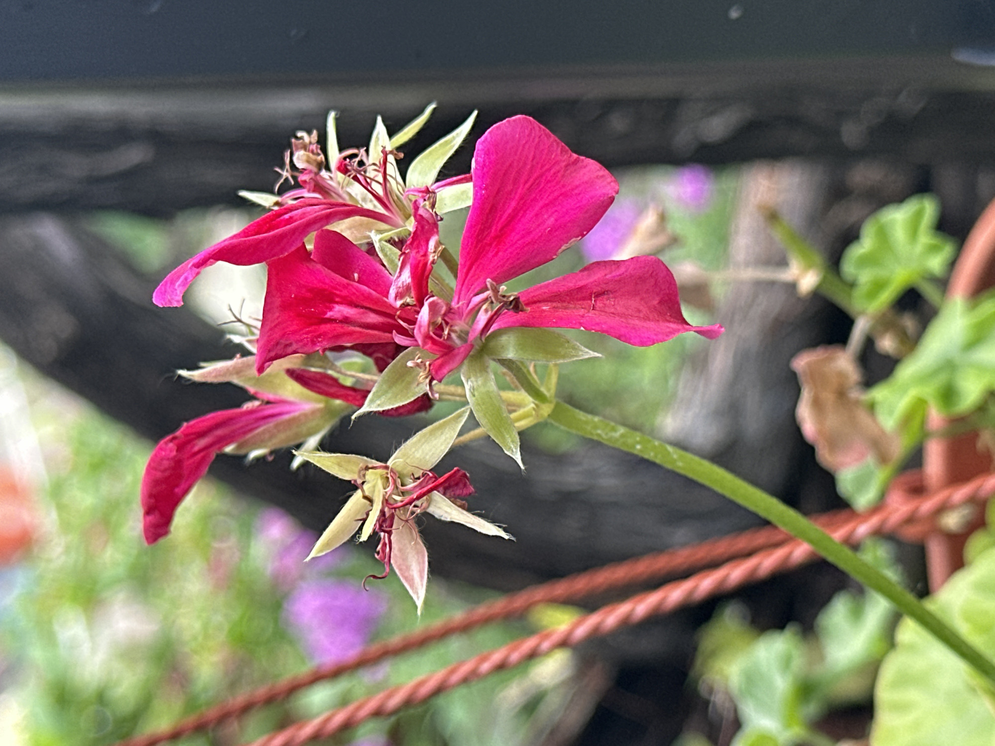 A close-up, eye-level, outdoor, slightly angled, shallow depth of field photograph shows a cluster of vibrant fuchsia-colored flowers with green stems and sepals. The flowers are the primary subject, with their delicate petals and intricate stamen visible. The background is blurred, revealing hints of greenery and purple flowers, suggesting a garden setting. A reddish-brown braided rope runs vertically along the left side of the frame, adding a textural element. The overall impression is one of natural beauty and blooming life. This image is located in Yessentuki, Russia.