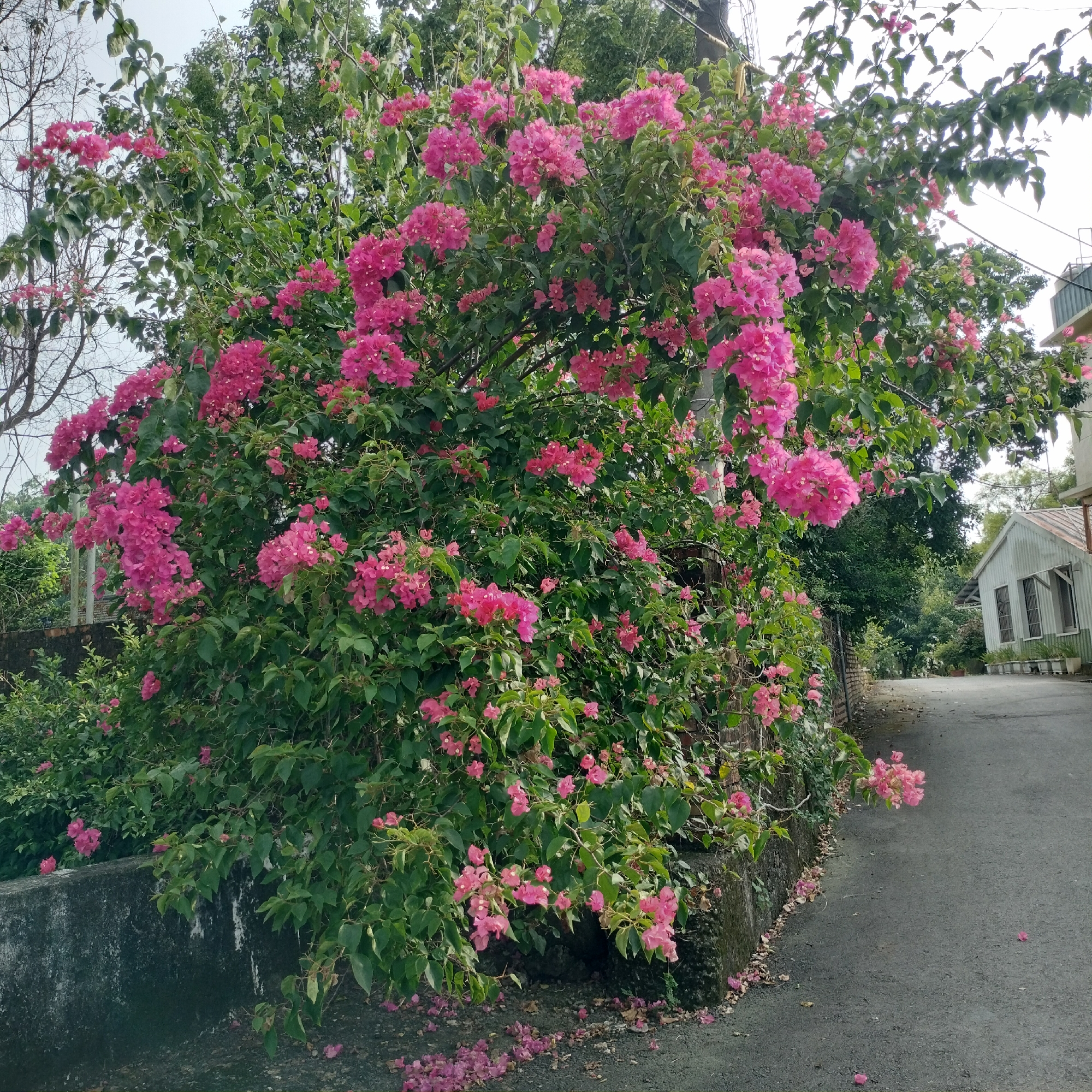 The image captures a vibrant bougainvillea plant in full bloom, with clusters of bright pink flowers cascading over a low, weathered stone wall. The plant is dense with green foliage, interspersed with the striking pink bracts that are characteristic of bougainvillea. Some fallen pink petals are scattered on the asphalt road and the stone wall.
The scene appears to be along a quiet, narrow road in a semi-rural or residential area. To the right of the road, a small, pale green building with a corrugated metal roof and two windows with shutters is visible. The building has planters in front of it, suggesting a maintained yard. Further down the road, more greenery and trees can be seen, hinting at a lush, possibly tropical or subtropical environment. The sky is overcast, casting a soft, diffused light over the scene.
The presence of the building and the paved road suggests an inhabited area. There are no people visible in the image. The overall impression is one of natural beauty contrasted with the simplicity of the built environment. This scene is located in Zhushan Township, Taiwan, known for its agricultural landscapes and rural charm.